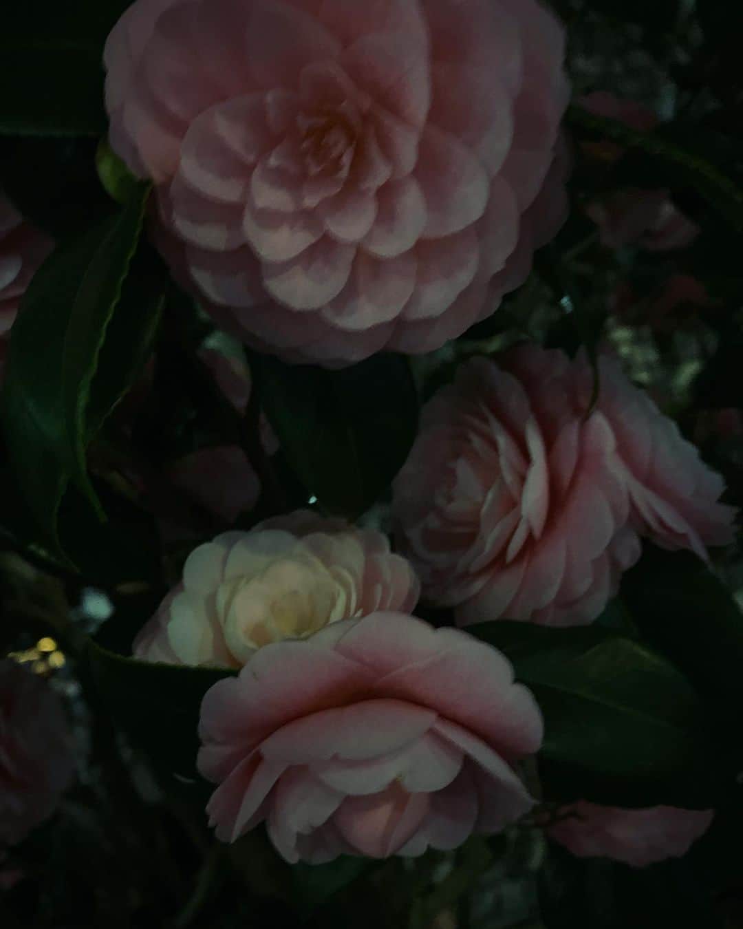 早坂香須子さんのインスタグラム写真 - (早坂香須子Instagram)「春の夜歩きが好きです。  桜も咲き始めましたね🌸🌸🌸」3月19日 20時47分 - kazukovalentine