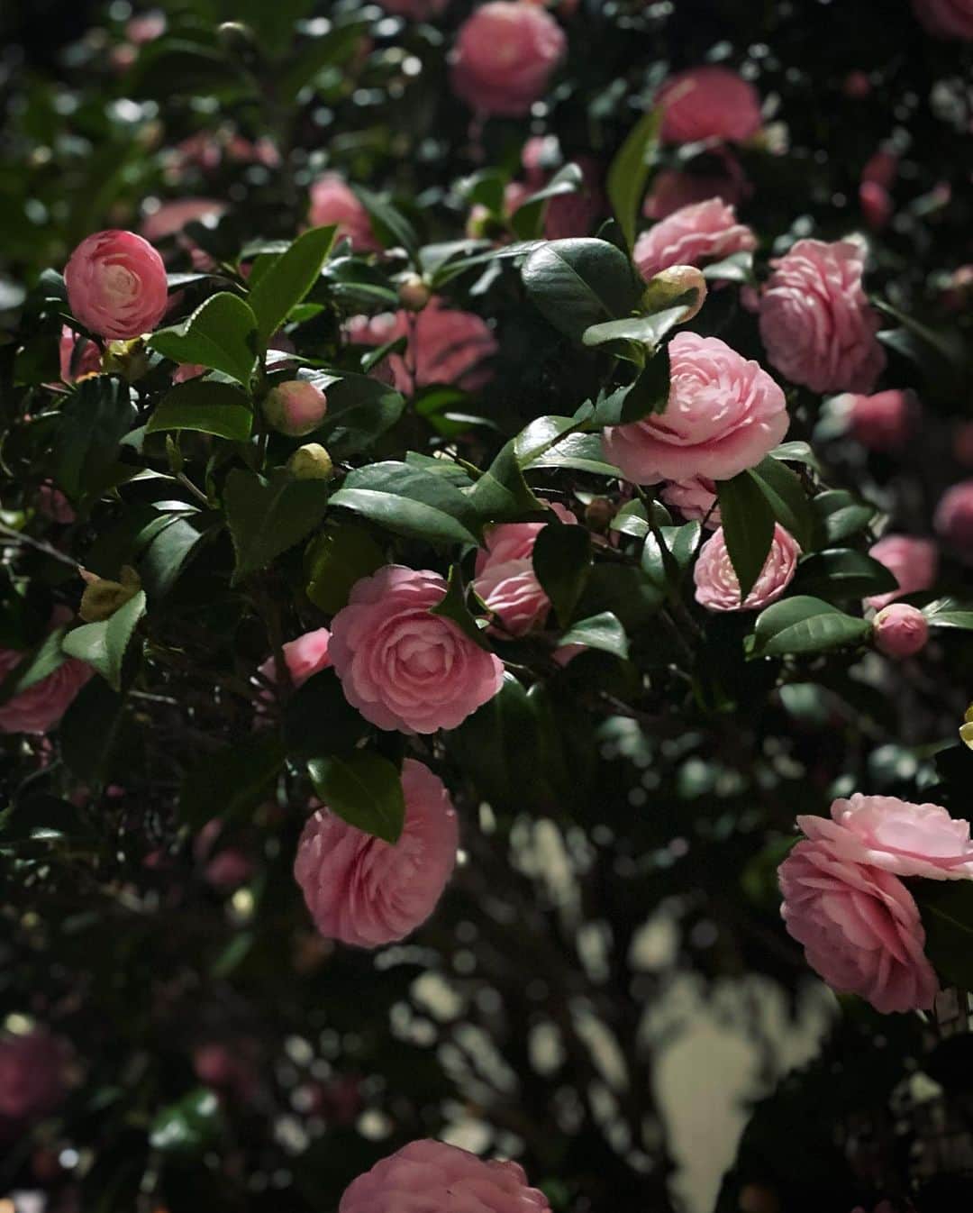 早坂香須子さんのインスタグラム写真 - (早坂香須子Instagram)「春の夜歩きが好きです。  桜も咲き始めましたね🌸🌸🌸」3月19日 20時47分 - kazukovalentine