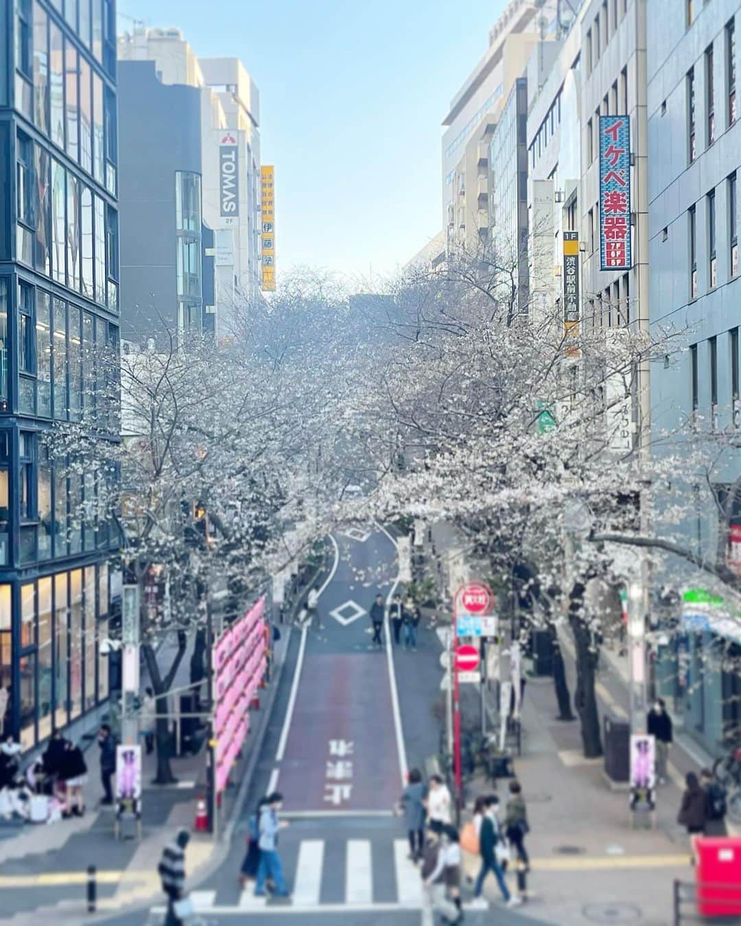 みきママさんのインスタグラム写真 - (みきママInstagram)「【渋谷はまだ六分咲きでした〜！！】  今日はね、母と渋谷のさくら坂の桜を見に行ったら、まだ六分咲きくらいでした〜🤣🤣🤣今年は上野の桜を絶対見にいきた〜い😍😍😍上野はどんな感じかな❓  晩御飯は、安い時に買っておいたマグロで、韓国漬け丼にしよう❗️韓国漬けは醤油➕お酢➕砂糖➕味噌➕コチュジャン➕おろしニンニク➕ごま油を混ぜたタレにつけていただきます🙏  子供達「めちゃくちゃうまい❗️❗️」甘辛でマグロが100億倍美味しくなるよね✨✨✨  ホッケもサラダもペロリです🤣🤣🤣最近さ、さらによく食べるようになってきたな。激安料理を考えていかないとな😅😅😅  さっき、私、桜の写真を撮っていたら、母「もっと綺麗な桜の撮り方、教えてあげるよー。」って、64歳の母に教えてもらいました🤣🤣🤣  最後の写真、母のおかげで、かなり綺麗に撮れました。  お母さん、現代っ子じゃん🤩🤩🤩  #みきママ　#さくら坂　#現代っ子　#韓国 #まぐろ #漬け丼」3月19日 21時31分 - mikimama_official