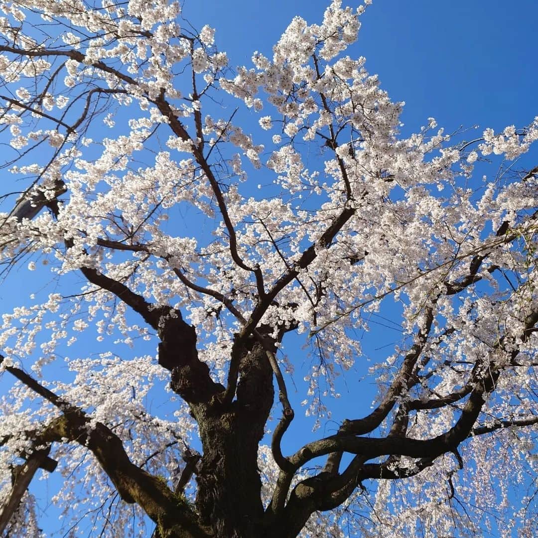 小島奈津子さんのインスタグラム写真 - (小島奈津子Instagram)「2023.3.19 お墓参りに#川越　へ。 #喜多院　にもお詣りに。 思いがけず、素晴らしい#枝垂れ桜 に出逢えて🌸🌸🌸 息を呑むような美しさ、とはこのこと。 写真では表現しきれません！ 肉眼で見るのが１番美しい。 畳に座って愛でました。 今が１番の見頃🌸 是非見に行っていただきたい🙌 今です、今！！  #中院 #お花見 #家光公が直接植えられたと言われている枝垂れ桜 #五百羅漢 #小学校の遠足で五百羅漢観ました #思い出しました #春日局 #桜#満開」3月19日 21時42分 - kojimanatsuko_official