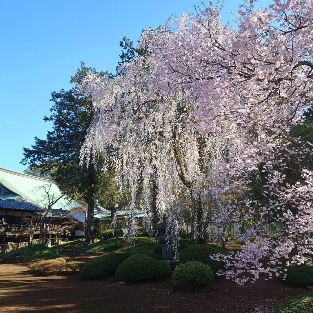 小島奈津子さんのインスタグラム写真 - (小島奈津子Instagram)「2023.3.19 お墓参りに#川越　へ。 #喜多院　にもお詣りに。 思いがけず、素晴らしい#枝垂れ桜 に出逢えて🌸🌸🌸 息を呑むような美しさ、とはこのこと。 写真では表現しきれません！ 肉眼で見るのが１番美しい。 畳に座って愛でました。 今が１番の見頃🌸 是非見に行っていただきたい🙌 今です、今！！  #中院 #お花見 #家光公が直接植えられたと言われている枝垂れ桜 #五百羅漢 #小学校の遠足で五百羅漢観ました #思い出しました #春日局 #桜#満開」3月19日 21時42分 - kojimanatsuko_official