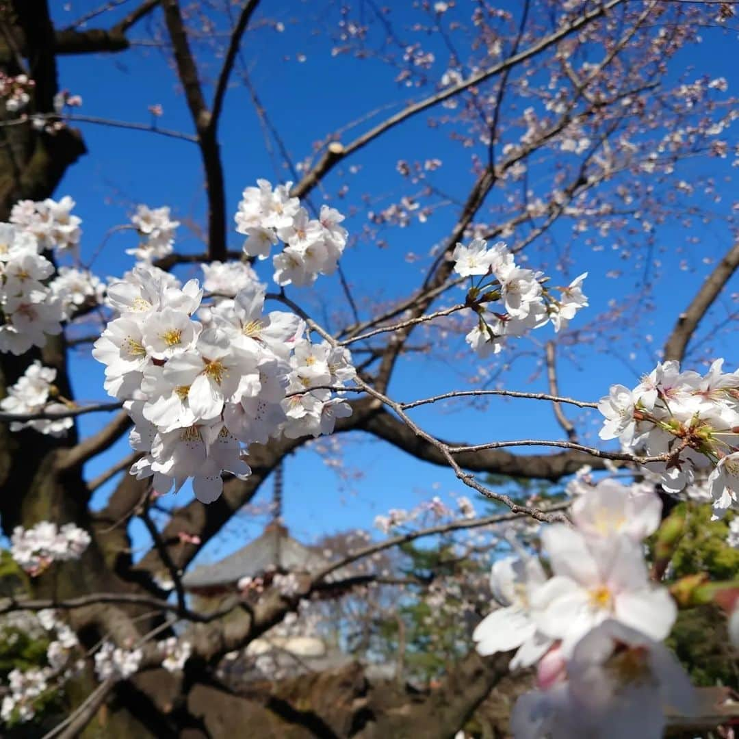 小島奈津子さんのインスタグラム写真 - (小島奈津子Instagram)「2023.3.19 お墓参りに#川越　へ。 #喜多院　にもお詣りに。 思いがけず、素晴らしい#枝垂れ桜 に出逢えて🌸🌸🌸 息を呑むような美しさ、とはこのこと。 写真では表現しきれません！ 肉眼で見るのが１番美しい。 畳に座って愛でました。 今が１番の見頃🌸 是非見に行っていただきたい🙌 今です、今！！  #中院 #お花見 #家光公が直接植えられたと言われている枝垂れ桜 #五百羅漢 #小学校の遠足で五百羅漢観ました #思い出しました #春日局 #桜#満開」3月19日 21時42分 - kojimanatsuko_official