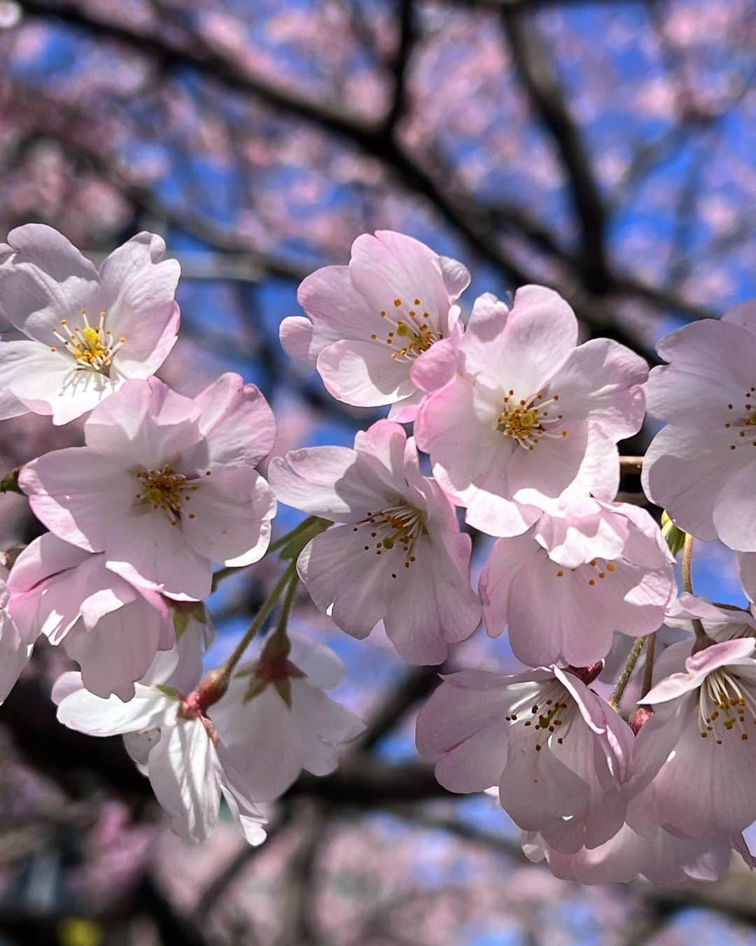 駒田奈美さんのインスタグラム写真 - (駒田奈美Instagram)「・ ・ ・ 『桜』 ・ ・ 昨日は冷たい雨だった関東 ・ 今日は気持ちの良いお天気だったので、ふらりと桜を見に… ・ ・ 国立劇場の桜は見頃でした🌸 ・ ・ 千鳥ヶ淵の桜はまだ蕾が多かったです ・ ・ またゆっくり桜を楽しみたいな♪ ・ ・ ・ #駒田奈美#モデル#アラフィフ#美魔女#桜#お花見#国立劇場#見頃#春#千鳥ヶ淵#国立劇場の桜」3月19日 22時13分 - nami.komada