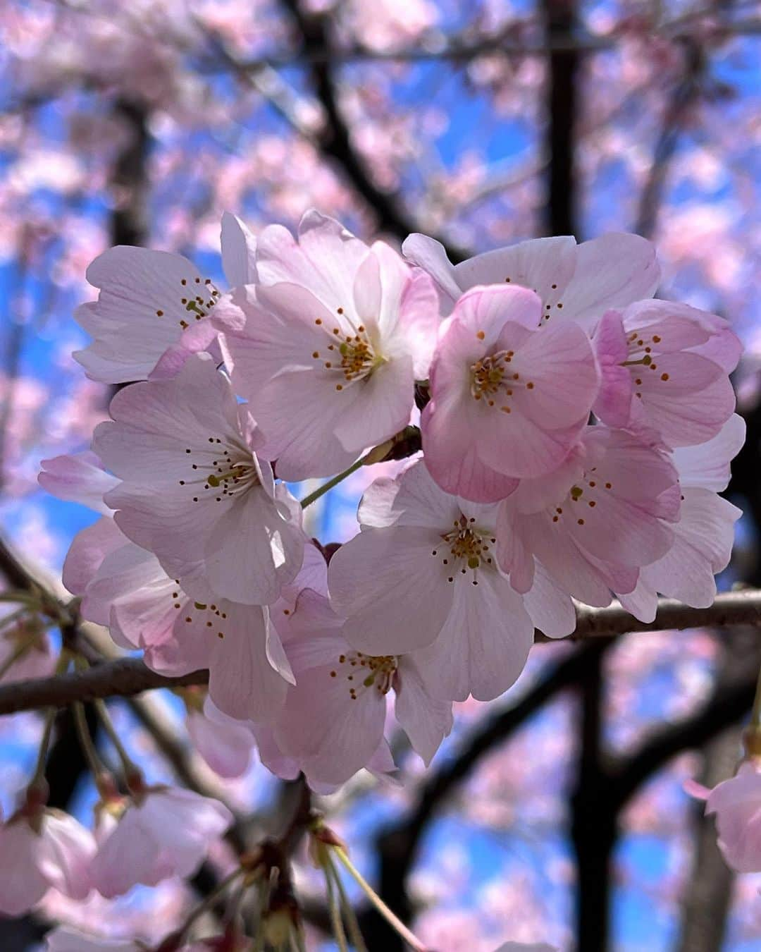 駒田奈美さんのインスタグラム写真 - (駒田奈美Instagram)「・ ・ ・ 『桜』 ・ ・ 昨日は冷たい雨だった関東 ・ 今日は気持ちの良いお天気だったので、ふらりと桜を見に… ・ ・ 国立劇場の桜は見頃でした🌸 ・ ・ 千鳥ヶ淵の桜はまだ蕾が多かったです ・ ・ またゆっくり桜を楽しみたいな♪ ・ ・ ・ #駒田奈美#モデル#アラフィフ#美魔女#桜#お花見#国立劇場#見頃#春#千鳥ヶ淵#国立劇場の桜」3月19日 22時13分 - nami.komada