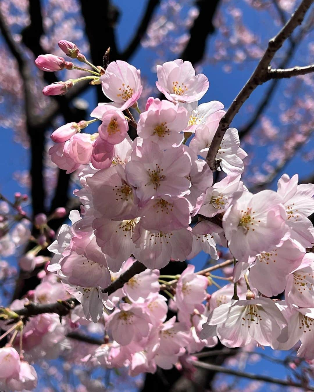 駒田奈美さんのインスタグラム写真 - (駒田奈美Instagram)「・ ・ ・ 『桜』 ・ ・ 昨日は冷たい雨だった関東 ・ 今日は気持ちの良いお天気だったので、ふらりと桜を見に… ・ ・ 国立劇場の桜は見頃でした🌸 ・ ・ 千鳥ヶ淵の桜はまだ蕾が多かったです ・ ・ またゆっくり桜を楽しみたいな♪ ・ ・ ・ #駒田奈美#モデル#アラフィフ#美魔女#桜#お花見#国立劇場#見頃#春#千鳥ヶ淵#国立劇場の桜」3月19日 22時13分 - nami.komada