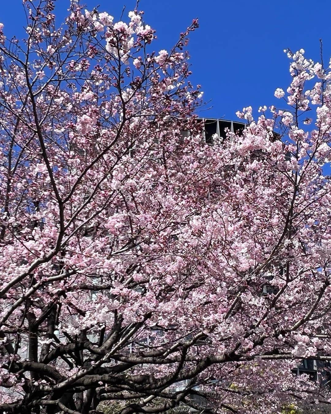 駒田奈美さんのインスタグラム写真 - (駒田奈美Instagram)「・ ・ ・ 『桜』 ・ ・ 昨日は冷たい雨だった関東 ・ 今日は気持ちの良いお天気だったので、ふらりと桜を見に… ・ ・ 国立劇場の桜は見頃でした🌸 ・ ・ 千鳥ヶ淵の桜はまだ蕾が多かったです ・ ・ またゆっくり桜を楽しみたいな♪ ・ ・ ・ #駒田奈美#モデル#アラフィフ#美魔女#桜#お花見#国立劇場#見頃#春#千鳥ヶ淵#国立劇場の桜」3月19日 22時13分 - nami.komada