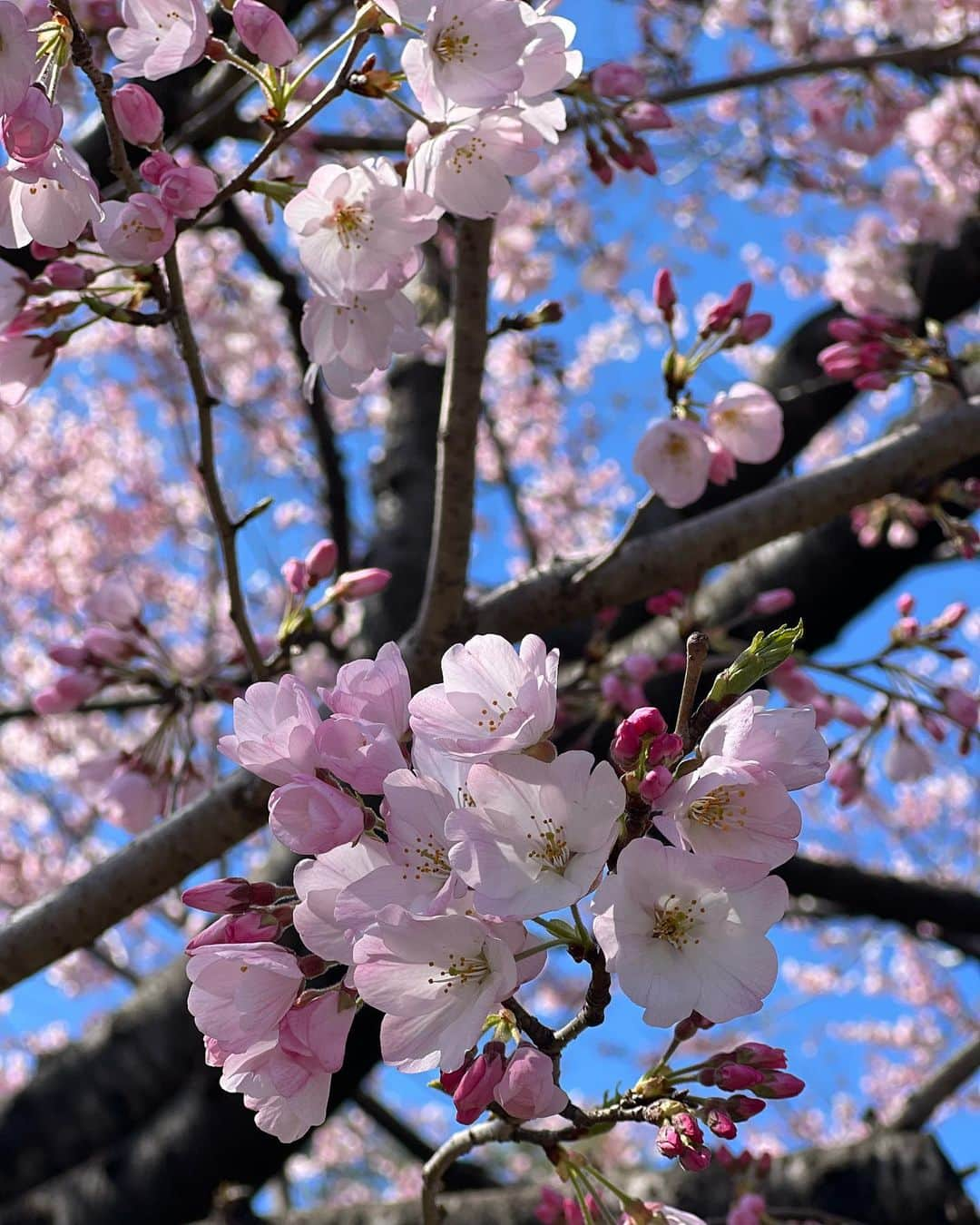 駒田奈美さんのインスタグラム写真 - (駒田奈美Instagram)「・ ・ ・ 『桜』 ・ ・ 昨日は冷たい雨だった関東 ・ 今日は気持ちの良いお天気だったので、ふらりと桜を見に… ・ ・ 国立劇場の桜は見頃でした🌸 ・ ・ 千鳥ヶ淵の桜はまだ蕾が多かったです ・ ・ またゆっくり桜を楽しみたいな♪ ・ ・ ・ #駒田奈美#モデル#アラフィフ#美魔女#桜#お花見#国立劇場#見頃#春#千鳥ヶ淵#国立劇場の桜」3月19日 22時13分 - nami.komada