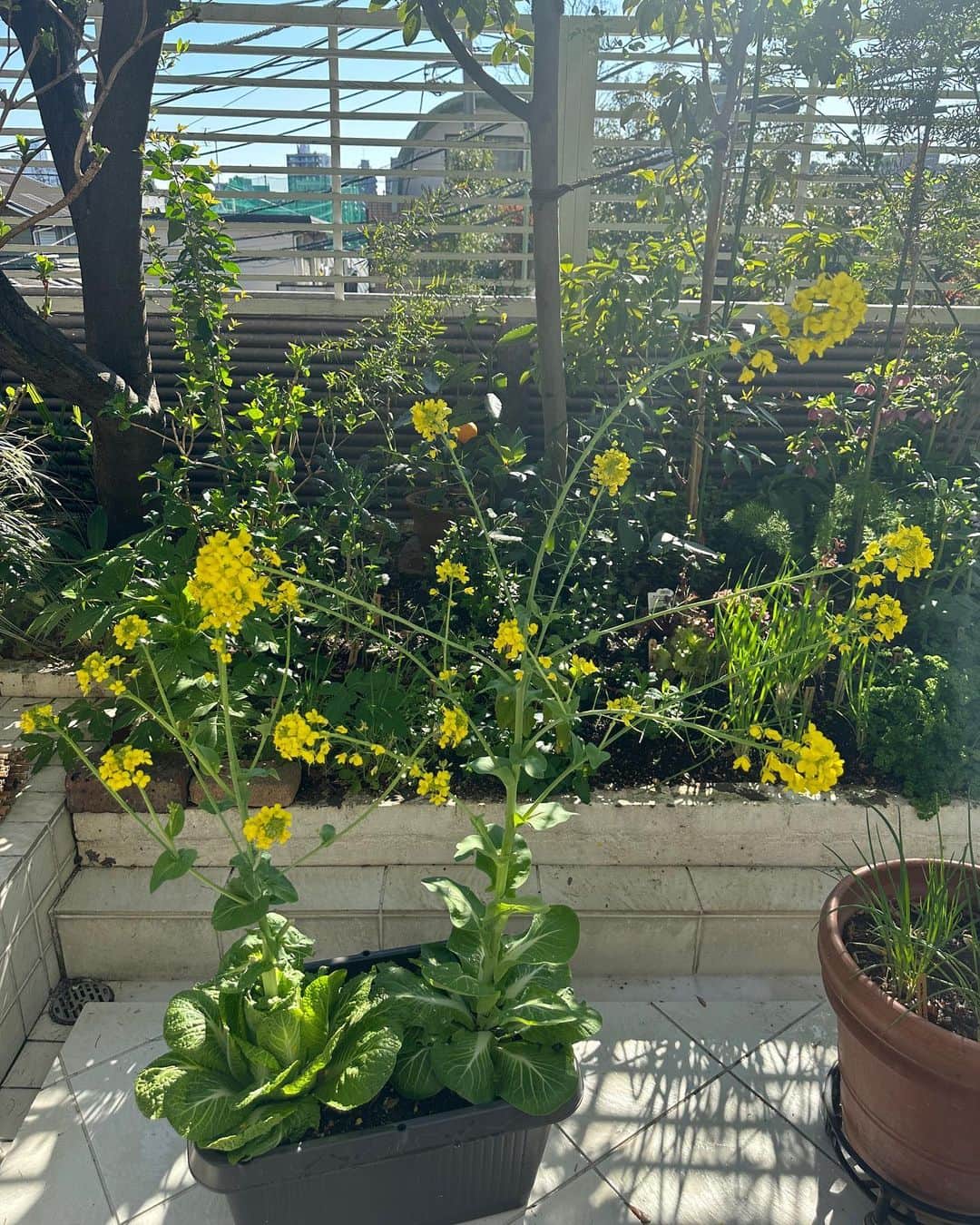 栗原はるみさんのインスタグラム写真 - (栗原はるみInstagram)「みなさんおはようございます。 昨日は庭の手入れが丁寧にできたので嬉しい！ まずは終わりかけのマトリカリアとマーガレットを水鉢に。 白菜も水菜も食べる前に菜の花が咲いてしまったので昨日移動させました。黄色がとってもきれい！庭が華やかになりました  仲良しと一緒の昨日のお昼ご飯 まずはビールで乾杯！ ライ麦の焼き立てパン。私が今このパンにはまっているので時間があれば焼いています。 ウインナとキドニービーンズをトマトソースで煮込んだ料理。ハーブは庭から採って。 かぼちゃのサラダ 鯛めしなど。 毎週日曜日は仲良しと過ごす私が大好きな時間です。いつも別れが寂しい！ みなさん今日も楽しい一日を過ごしてね〜。絶対ですよ〜。 私は今日も試作と片付けをやります。 #栗原はるみ  #kuriharaharumi  玲児さんにもトマトソースの煮込みと白ワインを。」3月20日 7時01分 - harumi_gram