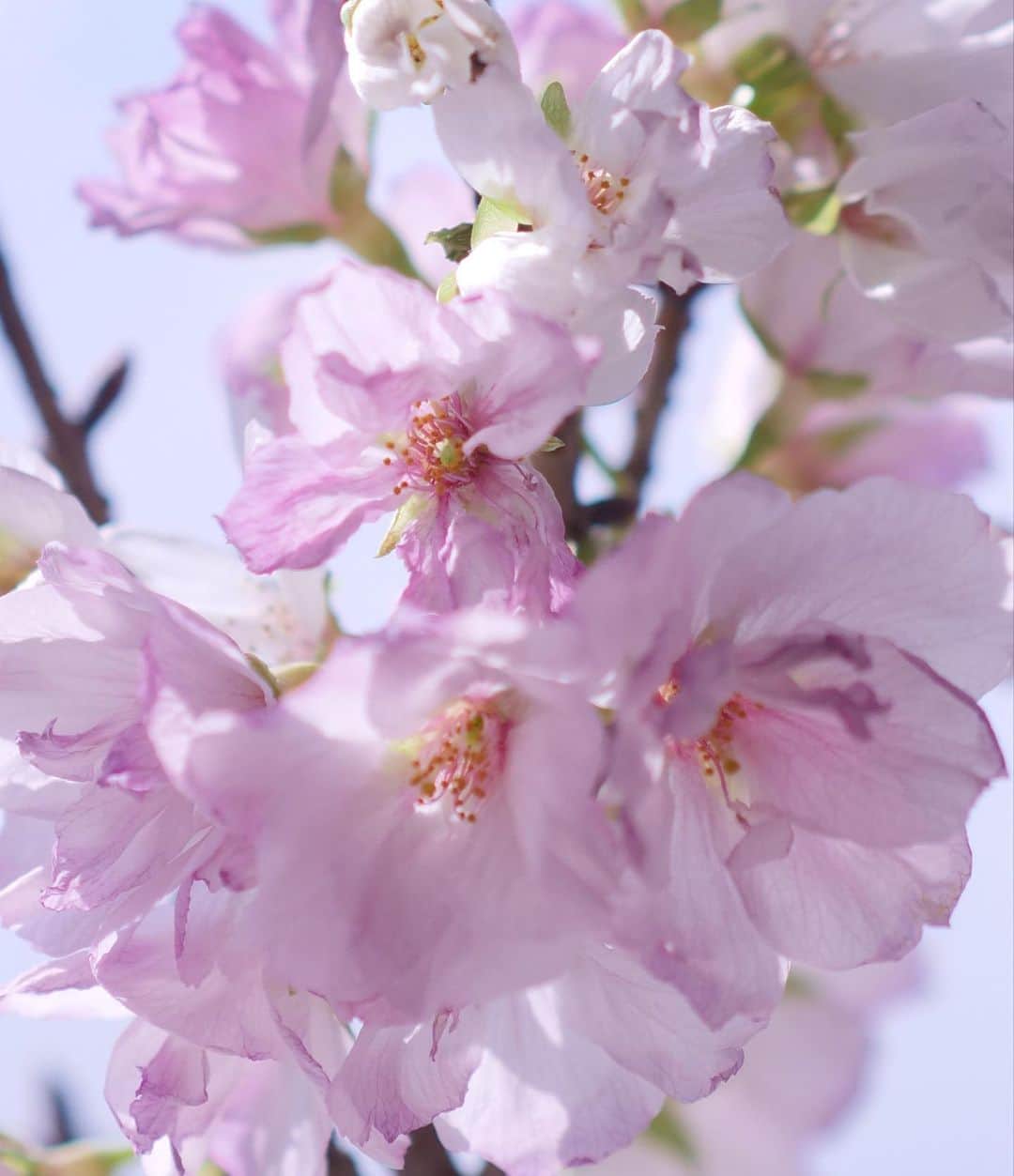 田中亜希子さんのインスタグラム写真 - (田中亜希子Instagram)「少し前、ホワイトデーに息子とパパから。　 お花のプレゼントは嬉しいね＾＾  綺麗に咲いたよ〜🌸」3月20日 17時43分 - akiico