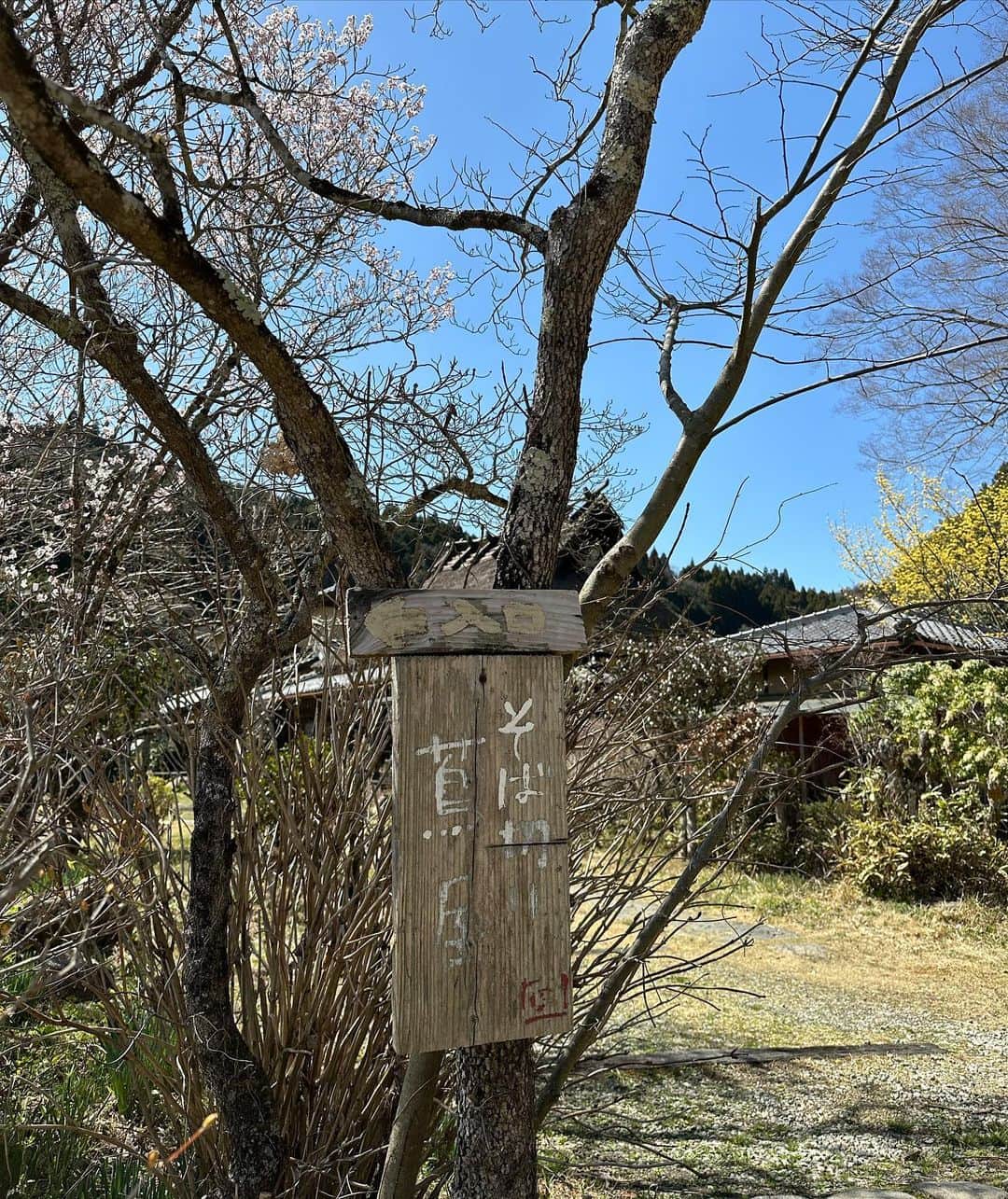 左近鈴乃さんのインスタグラム写真 - (左近鈴乃Instagram)「. 本当に素敵すぎた能勢にあるお蕎麦屋さん。 @sobakiri_tsutaya 🥢🍃  とってものどかな場所にぽつんと🏠 青空にいっぱいの緑に、桜が咲き始めてて 思わず深呼吸してしまう気持ちよさ😮‍💨🌸🍃  . お蕎麦三種のコースにしました。(予約必須) もりそば 季節そば(とろろ蕎麦にしました) 鴨汁そば の三種類。 どれも美味しかったけど、特にもりそばをお塩でいただくのが美味しくて感動…🧂✨  若者に頑張って欲しいからと 30歳以下は1割引きしていただける お店の想いも素敵で…🥺また絶対行きたいお店🕊 いつも素敵なお店を見つけてくれるレオ天才！  #そば切り蔦屋 #能勢ランチ #お蕎麦」3月20日 20時42分 - suzuno_sakon