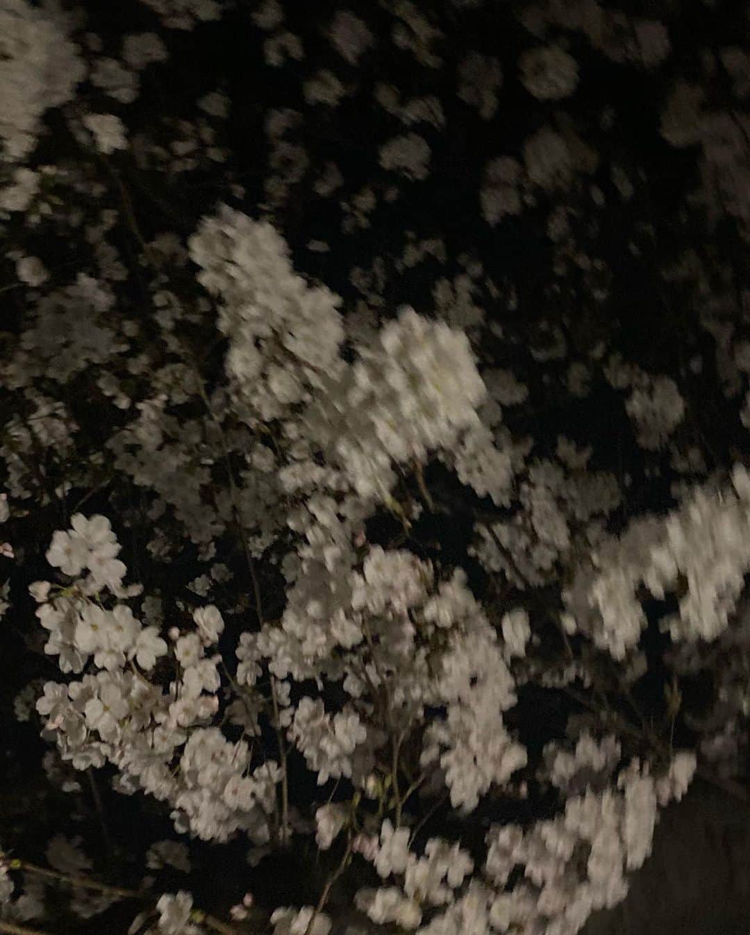 早坂香須子さんのインスタグラム写真 - (早坂香須子Instagram)「春の宵  山下りかさんのライアー演奏会へ。  りかさんの朗読とライアーと響きで、春の花たち、あたたかな土の中で蠢くものたちに、想いを馳せた時間でした。  シュタイナーの本は難解で何度も途中挫折をしてきたけれど、響きがその哲学を伝えることもあると教えてくださったりかさん、ありがとうございました。  @rystimmung」3月21日 10時44分 - kazukovalentine