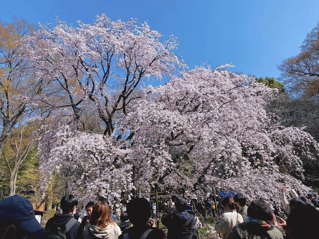 南雲穂波さんのインスタグラム写真 - (南雲穂波Instagram)「ソメイヨシノはまだこれからだけど、しだれ桜は見頃！🌸  #メーテレアナウンサー #南雲穂波 #なぐもぐもぐ」3月21日 19時03分 - honami_nagumo_nbn