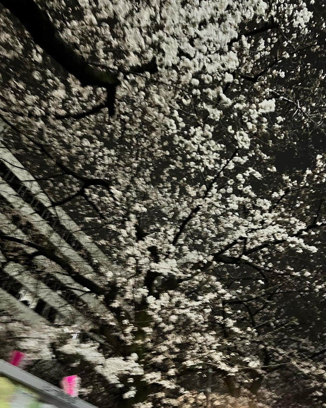 天木じゅんさんのインスタグラム写真 - (天木じゅんInstagram)「夜の落ち着いた目黒川に仲良しチームでウォーキング花見🌸🌸🌸  夜桜って魅力的だねっ  #お花見 #空いている時間帯を狙って #桜 #目黒川 #花見 #天木code」3月22日 1時49分 - jun.amaki