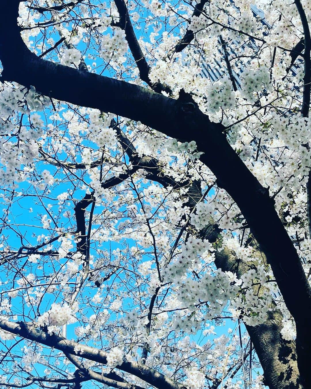 大草直子さんのインスタグラム写真 - (大草直子Instagram)「おはよう☀東京は、曇り☁️の予報が晴れ❣️昨日の名古屋の余韻を温めています💚楽しかったな。お会いできたみなさま、ありがとうございました😊  さて、今週末日曜日は大阪🚄へ❗️☜ストーリーズの日程がバグりました😭ごめんなさい🙏ライブ含めて、たくさんご案内があるので、ここにまとめました😊たくさんの方とつながれますように✨  ✔︎今日10時20分くらいから、花見🌸ライブをこのアカウントで ↑ 一軒目のアポイントまでの道が、桜並木で🌸前後しますが、美しい景色をシェアできたら。アーカイブは残さないので、無理なく参加出来る方はぜひ💙  ✔︎23日（木）、12時半から @greychord__official の「今着られるカットソー」などをご紹介します。 @naokookusa_styling です✨  ✔︎24日(金)、18時より。 @naokookusa_styling から、更年期を穏やかに過ごすためのサプリや食品、さらに、超お役立ちコスメをご紹介します。 @iherbjapanese プリゼンツ✨この写真に映る、オーガニックマヌカハニーを🍯をどうやって摂ってるか、など😎  ✔︎26日(日)、大阪へ💙梅田阪急４階ソトコトステージの @pellico_japan  @amanonlinestore のポップアップスペースから12時からインスタライブを💙 @naokookusa_styling で❗️  さらに、せっかく行くんですもの。14時から16時まで、店頭におります。おしゃれの話、人生の話、関西の方と久しぶりにできたら😎😎  春分の日を超えて、なんだか元気😁今日もたくさん笑っていこ❗️  @amarc_official  @naokookusa_styling  #ゆっくりごはん食べてしまった #もちろん野球見ながらね #メイクして #出かけます #後ほど10時20分くらいから！」3月22日 9時20分 - naokookusa