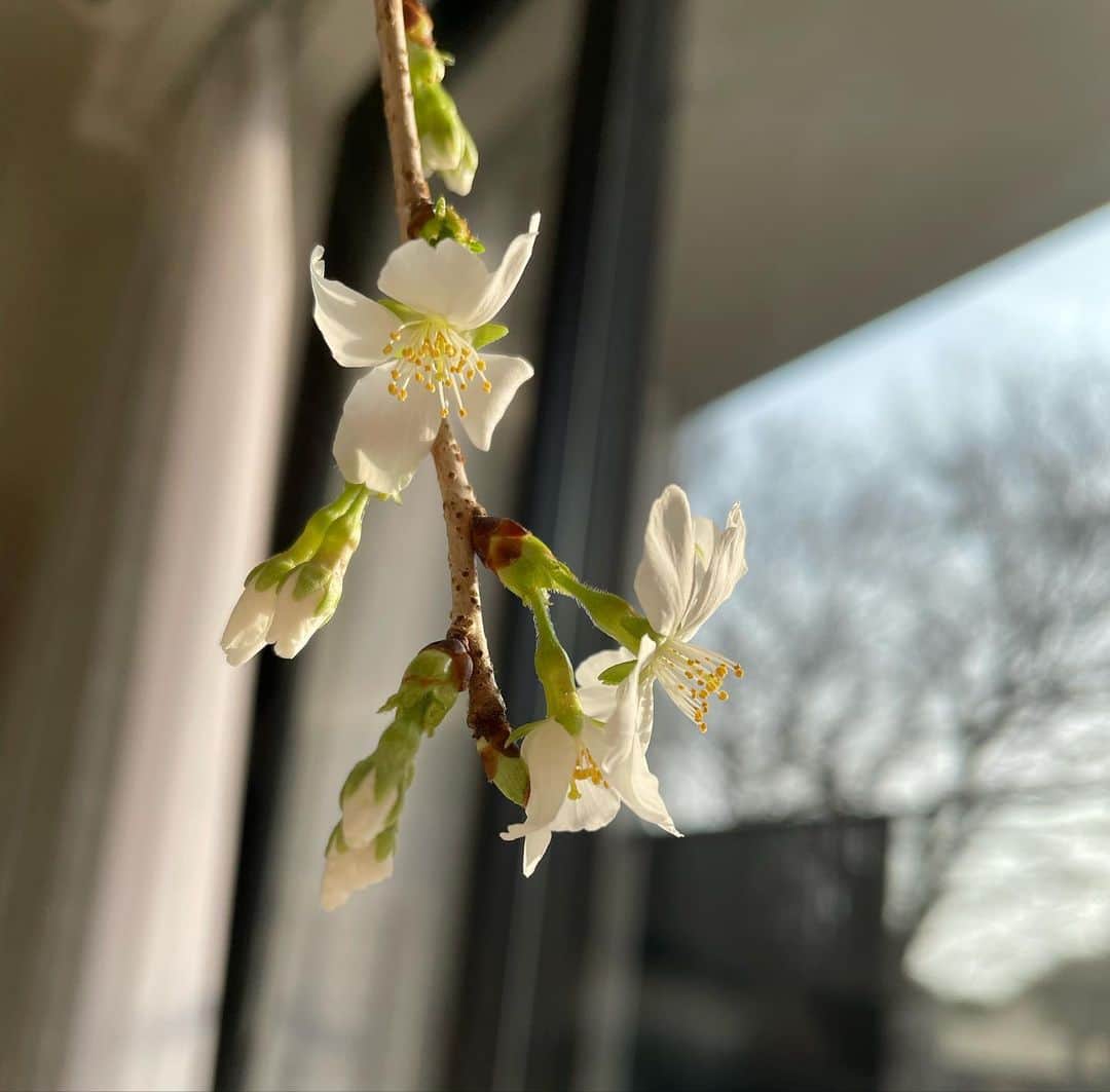 黒田莉来さんのインスタグラム写真 - (黒田莉来Instagram)「♡の下が取れちゃった  みたいな小さな桜の木🫠  朝起きるたびお花見気分を味わえて、 気持ちの良い朝を迎えられるの。  自分で盆栽しただけあって、 はじめて植物に対して情が湧いたな👶🏻🌸  #桜盆栽 #盆栽」3月22日 18時35分 - kuroda_tomatochan