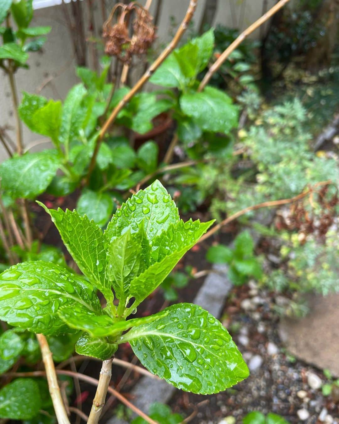 飯島直子さんのインスタグラム写真 - (飯島直子Instagram)「こんにちは^ - ^♪  今日は雨です＾＾ 洗車したばかりなので スーパーへいくか悩み中だす  21.22日のへんじすこし おもうことすこし  誕生日おめでとう♪  なお！５０才おめでとう♪  インプラント手術がんばれ！  清水寺、人生ならせばたいら 思い出してくれてよかったです (*´-`)  ranitartaranitata 初日は憂鬱な気分になりますね どうだっかな？ なんとかなるさ精神で やるだけやってみようᕦ(ò_óˇ)ᕤ  キツイ人、キツイ人って 余裕のない人なんだとわたしは 思っています その環境はつらいけど あまり人に意識をもたないで もう少しだけ様子をみてみたら どうかな…(*´ー｀*)  年下男と別れて一年、 そろそろ…今すぐ前に進みましょうヽ(´▽｀)/  ５８才英語の勉強！ 素晴らしいですね＾＾♪  不真面目な人を褒める人は いません 真面目は最高の武器ですよ＾＾  shoko.yamasita.142 こんなに悩んで苦しい思いをしているのに、あなたの育て方が 悪かったなんて思えません  辛いことが続くと自信をなくしてしまいますね 良い事も悪い事もずっと続くわけではありません 大丈夫です(´∀｀*)  太らないように… 気をつけてはいます^ - ^ 前後３キロいったりきたり。 いったきりかえってこない時は 少し運動をふやしたりします  夕飯を軽めに早めに 食べるだけで体重は落ちていくと思います(*´∀｀*)  軽く運動するとなおいいです＾＾ 今朝は明太子スパゲッティ  マ.マー３分茹で(ありがとう)  明太子(スーパーセール)  コロッケ(ファミリーマート)  今日は明太子をケチらず たくさん入れました^ - ^  少し入れすぎました  なんでもほどほどがいいです ╰(*´︶`*)╯♡」3月23日 12時25分 - naoko_iijima_705_official