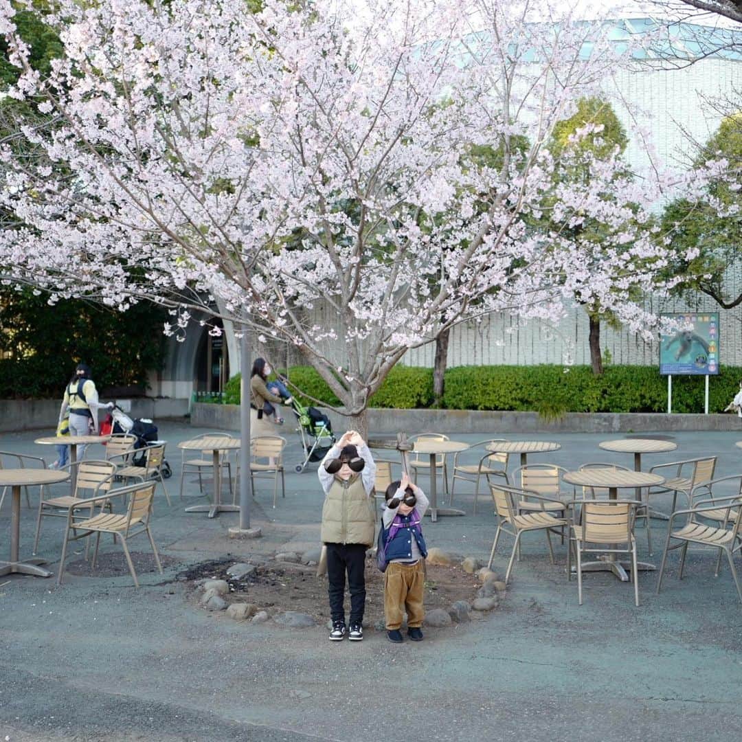 安田美沙子さんのインスタグラム写真 - (安田美沙子Instagram)「先日、家族で上野動物園へいきました🐘  東京に来た日に マネージャーさん 「みさ、これが上野動物園だよ」 私 「えっ？これがあの有名な！？」  それから20年。やっと行けた😭  🐼は残念ながら行列で諦めて、他のものを見ました✨  シロクマが立つところが見れたり、青いカエルが見れたり。  1番は息子が幼稚園で習ってしょっちゅう名前が出るハシビロコウ🦤  私「えっ！？完全にチョコボやん！！」  全く動かない。。  沢山珍しい動物もいて、平和な1日が過ごせました☺️  次男はペンギンをみて、「ポッチャマ！」と叫んでました🐧  また行こうね♥️  #上野動物園 #1枚目の私の顔🤣 #boys #ハシビロコウ #桜🌸 #私の謎の視線 #skirt @hereiam.official」3月23日 15時05分 - yasuda_misako