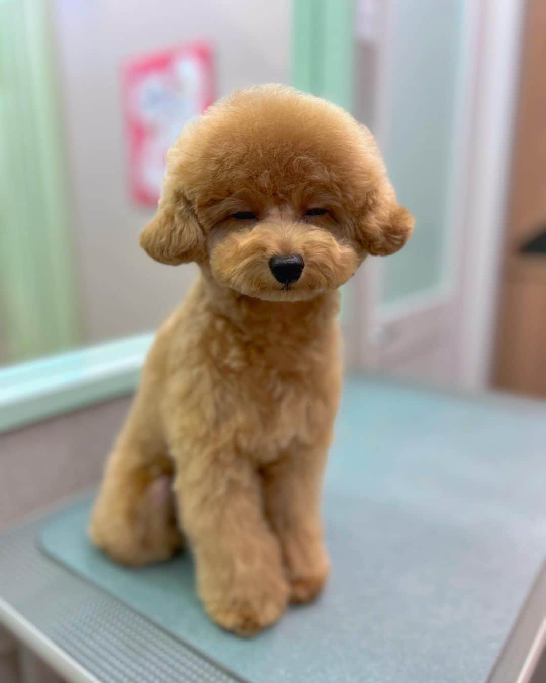 美香さんのインスタグラム写真 - (美香Instagram)「我が家の姫🐶❤️  #tia #mikatiatia #てぃっちゃん」3月23日 19時03分 - mikaofficial99