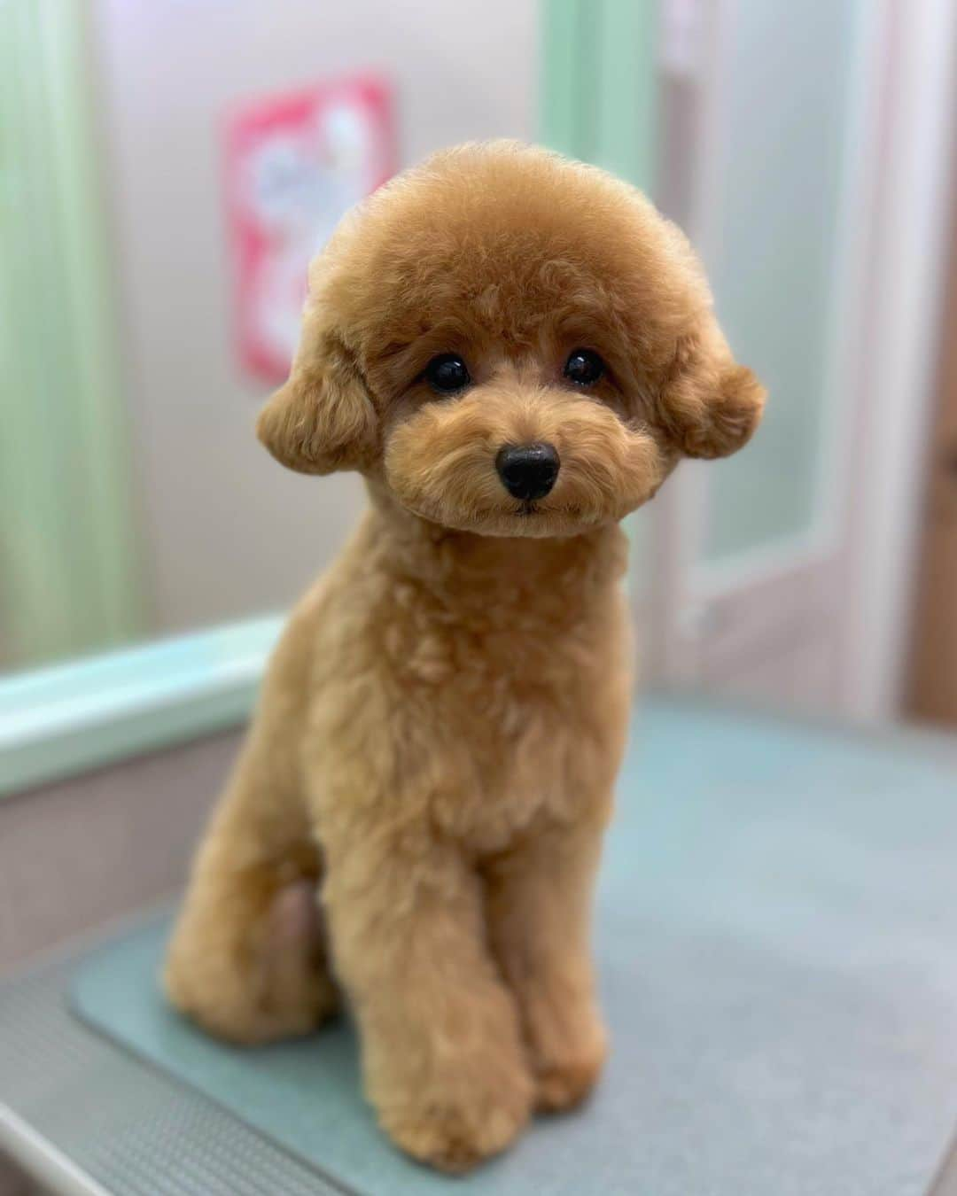 美香さんのインスタグラム写真 - (美香Instagram)「我が家の姫🐶❤️  #tia #mikatiatia #てぃっちゃん」3月23日 19時03分 - mikaofficial99