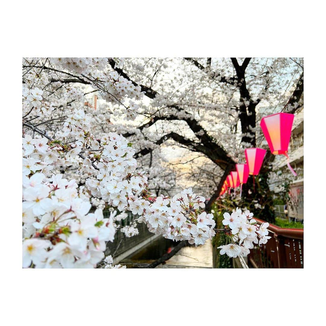 三谷紬さんのインスタグラム写真 - (三谷紬Instagram)「* せっかく満開なのに… 今日からずっと雨ですね☔️ 雨が降る前に足袋を連れてお花見してきました。 足袋さんにも桜の良さが伝わっているのかな。 めちゃくちゃご機嫌さんでした😊❤︎ 私はいつも桜が咲く頃に花粉が落ち着きます笑 * #桜#さくら#sakura#櫻#sakura#cherryblossom#🌸#中目黒#目黒川#雨#☔️#rain#あめ#儚い#犬#いぬ#いぬすたぐらむ#dogsofinstagram#もふもふ#テレビ朝日#アナウンサー#三谷紬」3月23日 22時24分 - mitani_tsumugi