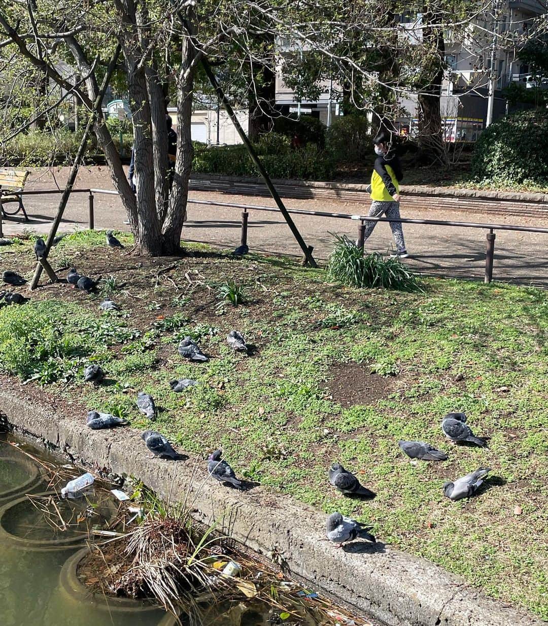 千葉真由佳さんのインスタグラム写真 - (千葉真由佳Instagram)「【散歩へ🚶‍♀️】  おはようございます☀ 深夜出勤する時間帯、 東京は雨でした。 ジメジメと湿度も高いですね😳☂️ でも雨の匂いも結構好きです☺️  先週末は晴れていたので 上野公園にいってみました。  池の水鳥がゆうゆうと泳いでいるのを見たり🦆 鳩が休憩所にしているようなエリアを発見して そこにいる鳩たちがなんとも言えぬ可愛さで つい足を止めて観察🐦  日に当たって まるまって目を瞑っているのが 可愛い、可愛い...🥹  鳥も人間も 春は嬉しいものなんでしょうね🌸  では木曜、水曜の衣装です。 ピンクのスカート、後ろがリボンで気分上がりました🎀 ●3/23（木）💚 Te chichi（トップス） @techichi_official #techichi #テチチ NEWYORKER（スカート） @newyorker.since1964 #newyorker  ●3/22（水）🤍 SHOO・LA・RUE （トップス） @shoolarue_official tocco closet（スカート） @tocco_closet mimi33（ピアス） @mimi33_official #mimi33  #TBS#THETIME' #TBSスパークル#キャスター #フリーアナウンサー#アナウンサー #アナウンサー衣装 #千葉真由佳 #春コーデ#コーデ記録 #152cmコーデ#152cm #大人ボブ#ショートヘア #instalike#fashion#photography」3月24日 7時25分 - mayuka.chiba