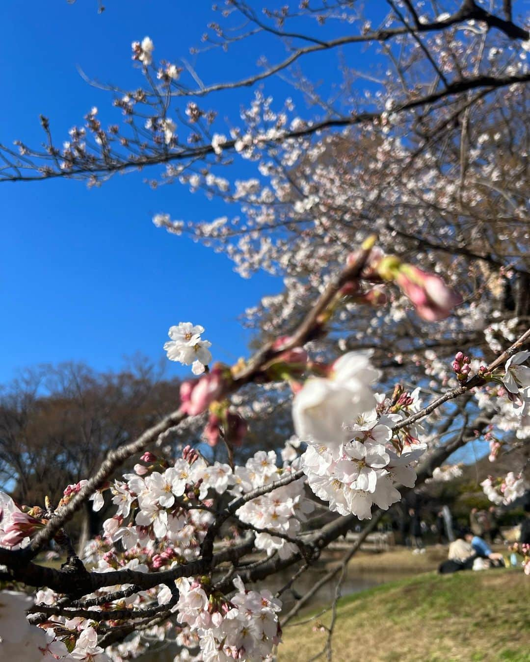 小越しほみさんのインスタグラム写真 - (小越しほみInstagram)「先週の代々木公園は まだ桜咲いてるの数本だったけどそろそろ満開かなぁ？  満開の桜の木の下でお酒飲んだり屋台の食べ物食べたりする ガチなお花見がしたいです🍶(予定ナシ)  この日眼鏡のつもりだったけど 撮った写真見たら色ついててサングラスと気づいた🫢笑  意外と日差し強くて役立ちました🌞  . . . . . . . . . . .  ︎︎︎︎︎︎☑︎shirt…ciena ︎︎︎︎︎︎☑︎onepiece… @grl_official  ︎︎︎︎︎︎☑︎sunglasses… @shein_japan 11275049 15-20%off coupon【shihomi2023】  #代々木公園 #桜 #さくら #ソメイヨシノ #sheinforall #shein #ootd #サクラ #お花見 #お花見スポット #お花見コーデ #花見 #花見スポット #桜の木の下で #sakura #cherryblossom #原宿 #代々木 #grl #グレイル #ciena #ピンクコーデ #サングラス #sunglasses #春コーデ #春服コーデ #春服 #春 #春カラー #桜コーデ」3月24日 13時26分 - shihomi1129