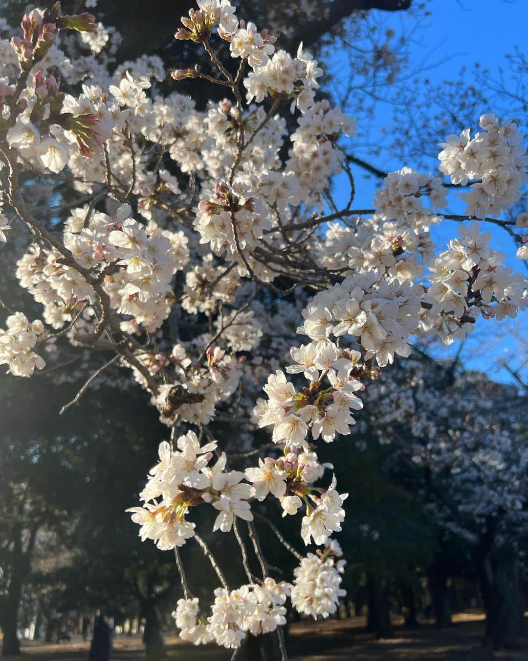 小越しほみさんのインスタグラム写真 - (小越しほみInstagram)「先週の代々木公園は まだ桜咲いてるの数本だったけどそろそろ満開かなぁ？  満開の桜の木の下でお酒飲んだり屋台の食べ物食べたりする ガチなお花見がしたいです🍶(予定ナシ)  この日眼鏡のつもりだったけど 撮った写真見たら色ついててサングラスと気づいた🫢笑  意外と日差し強くて役立ちました🌞  . . . . . . . . . . .  ︎︎︎︎︎︎☑︎shirt…ciena ︎︎︎︎︎︎☑︎onepiece… @grl_official  ︎︎︎︎︎︎☑︎sunglasses… @shein_japan 11275049 15-20%off coupon【shihomi2023】  #代々木公園 #桜 #さくら #ソメイヨシノ #sheinforall #shein #ootd #サクラ #お花見 #お花見スポット #お花見コーデ #花見 #花見スポット #桜の木の下で #sakura #cherryblossom #原宿 #代々木 #grl #グレイル #ciena #ピンクコーデ #サングラス #sunglasses #春コーデ #春服コーデ #春服 #春 #春カラー #桜コーデ」3月24日 13時26分 - shihomi1129