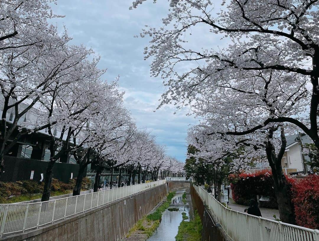 及川奈央さんのインスタグラム写真 - (及川奈央Instagram)「#桜 #ソメイヨシノ🌸」3月24日 14時20分 - naooikawa