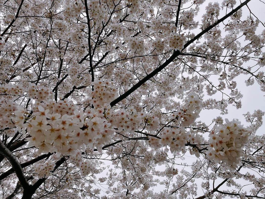 及川奈央さんのインスタグラム写真 - (及川奈央Instagram)「#桜 #ソメイヨシノ🌸」3月24日 14時20分 - naooikawa