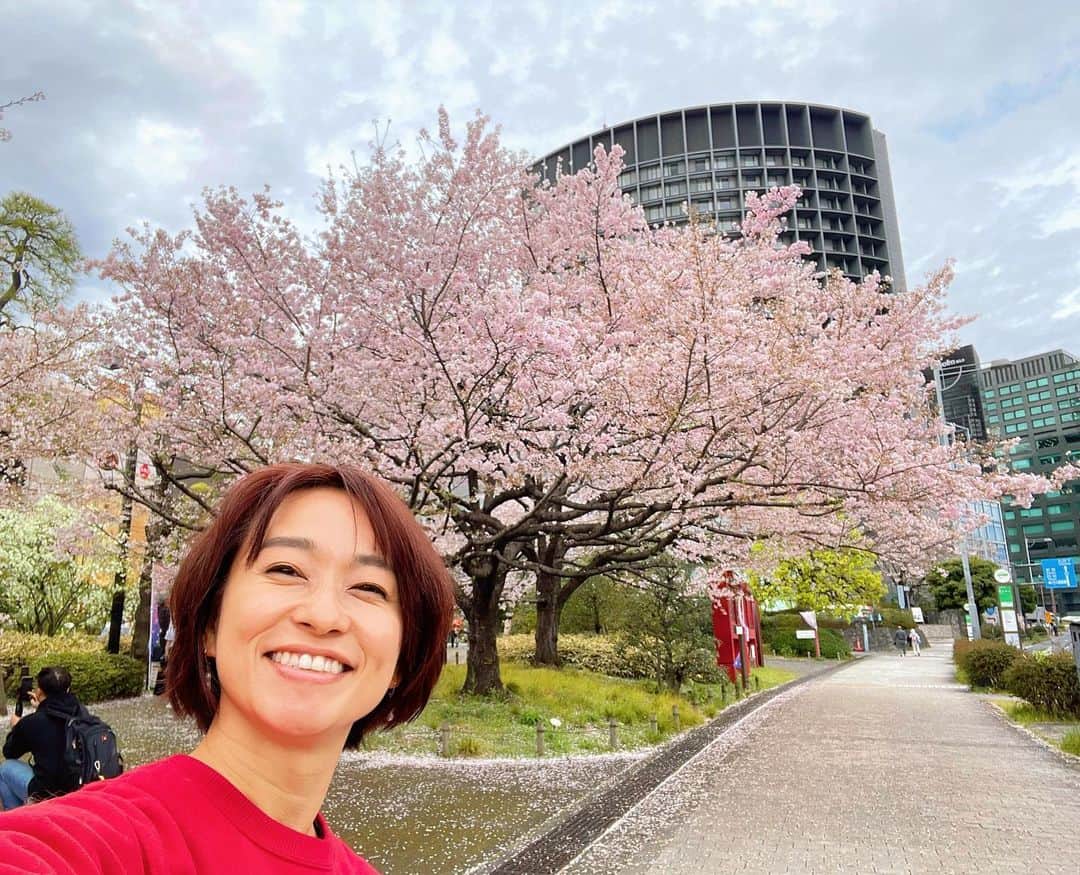 住吉美紀さんのインスタグラム写真 - (住吉美紀Instagram)「東京でいちばん好きな #桜 と一緒に迎える12年目の春。  #TOKYOFM の隣りの隣り 、 #国立劇場 の桜。 #BlueOcean を始めて1年目の春、 「こんなに綺麗な桜があるなんて！」と驚いた。 以来、この桜とまた会えることを楽しみに 毎春を迎えている。  彩りの濃さ、 一輪一輪の花の大きさ、 枝ぶり、 人の目線から観た近さなど パーフェクトな #神代曙 の樹。  今年も会えて、ミッションコンプリート。ちょっとホッともする。 かわいい姿を元気に愛でられる幸せをかみしめる、 12回目の春である。」3月24日 15時16分 - miki_sumiyoshi