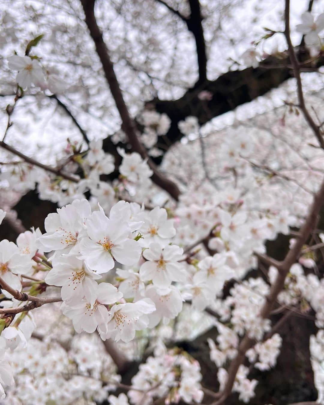 井上麻衣さんのインスタグラム写真 - (井上麻衣Instagram)「桜の季節🌸になってきましたね✨  今年初のお花見は京都でした♪ あいにく曇り空でしたが 桜はとっても綺麗でした☺️  outer @murua_official @murua_by_staff  tops @amerivintage  pants @ronhermanjp  bag @paris64world   このムルーアのトレンチコートは 3wayになっているんだよーっ💕 私はカーキカラーにしました✨  . . . . #spring#cherryblossam#kyoto #春服#桜#花見#京都#京都花見#ママコーデ #三児のママ#関西ママ#トレンチコート #女の子のママ#男の子のママ #murua #murua_snap #3WAYベストレイヤードトレンチコート #pr#paris64 #paris64world」3月25日 8時35分 - mai_inoue