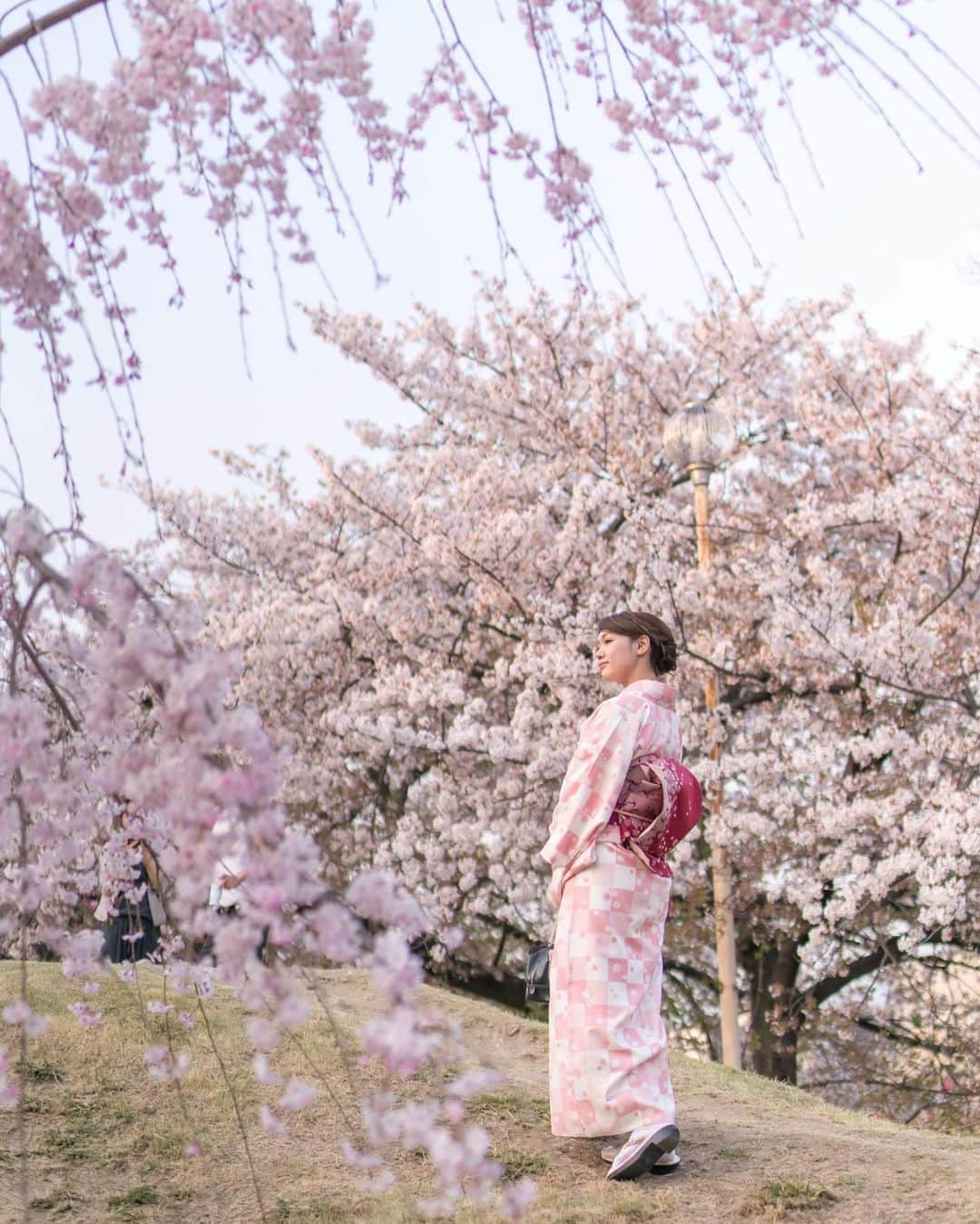 ののさんのインスタグラム写真 - (ののInstagram)「📸2018年撮影🌸 京都の桜も見に行かないと  Photographer @mantaroq   #ポートレート#京都#京都の桜#桜#さくら#さくら#そうだ京都行こう#そうだ京都へ行こう#京都観光#京都旅行#お花見#お花見スポット#円山公園#八坂神社#枝垂れ桜#着物Ｆ和服#着物ヘア#着物レンタル#着物コーディネート #kyoto#cherryblossom#kimono」3月25日 9時55分 - nonoko0309