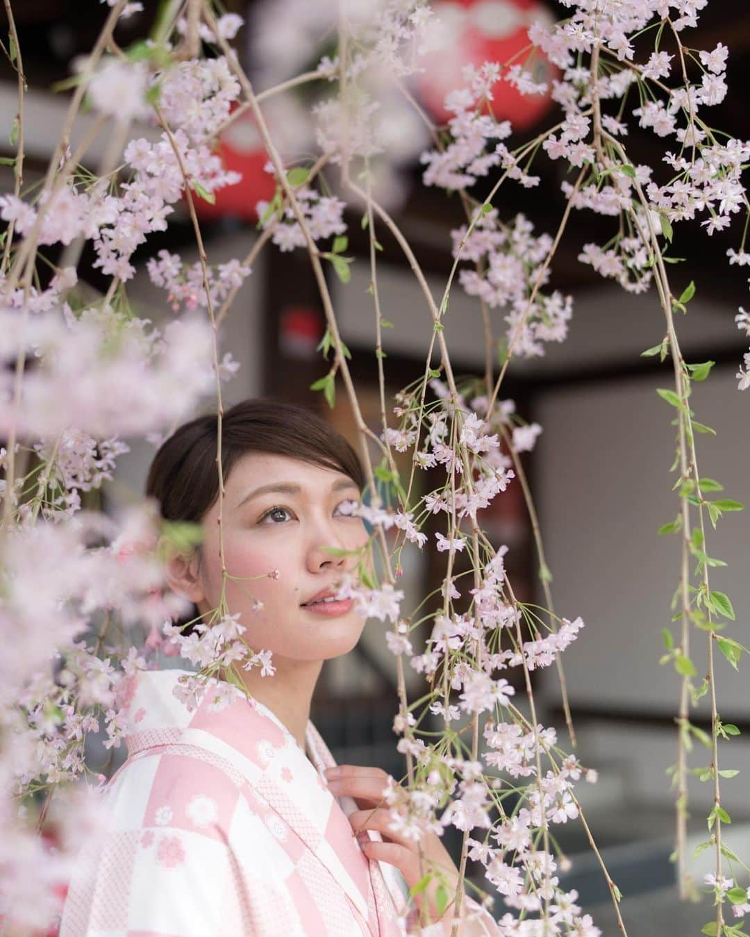 ののさんのインスタグラム写真 - (ののInstagram)「📸2018年撮影🌸 京都の桜も見に行かないと  Photographer @mantaroq   #ポートレート#京都#京都の桜#桜#さくら#さくら#そうだ京都行こう#そうだ京都へ行こう#京都観光#京都旅行#お花見#お花見スポット#円山公園#八坂神社#枝垂れ桜#着物Ｆ和服#着物ヘア#着物レンタル#着物コーディネート #kyoto#cherryblossom#kimono」3月25日 9時55分 - nonoko0309