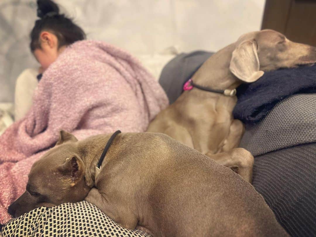 鈴木六夏さんのインスタグラム写真 - (鈴木六夏Instagram)「もー可愛いかよぉ〜😂の３人寝。  プロデューサー巻き(娘のパジャマをw)されてもすんなり受け入れのビスコ。その後、かぶらせてもすんなり受け入れのビスコ。 あーーー💕なんて良いやつなのあなた🥹😂ほんとに優しくて貴方から学ぶこと、たくさん。だいすき。　 #dog #doglover #pitbull」3月25日 18時50分 - rikuka.62