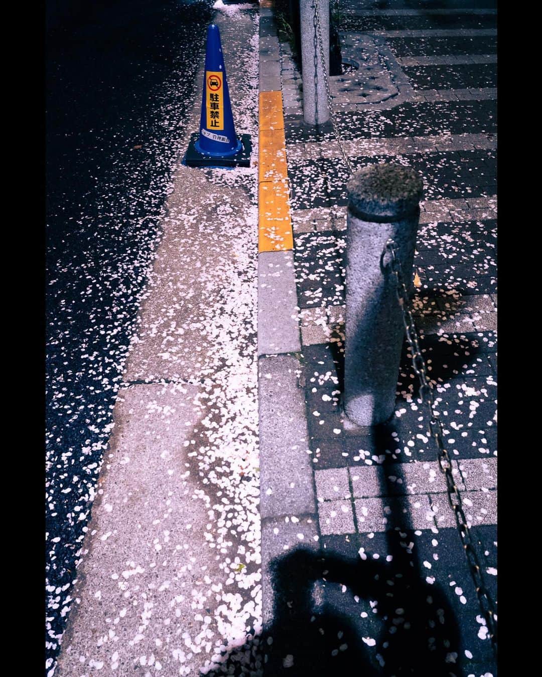 LiSAさんのインスタグラム写真 - (LiSAInstagram)「雨の中逞しく満開🌸 今週もお疲れ様でした☻  #leicam10p #noktonclassic35mm #夜桜」3月25日 22時25分 - xlisa_olivex