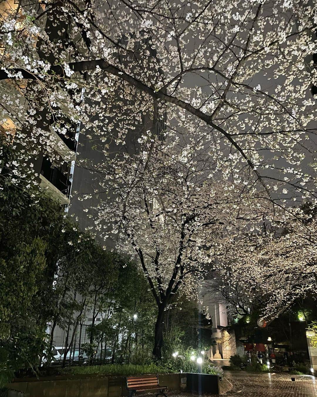 新井恵理那さんのインスタグラム写真 - (新井恵理那Instagram)「ライトアップされた桜が夜空にぽかんぽかんと浮かび上がって、それはそれは美しいのでした…♪(o^^o) 今日は、雨の中での桜の楽しみ方をクレヨンのみで描いてみました♪ #情報7daysニュースキャスター #新井恵理那のweatherニュースキャスター #お花見 #新井恵理那 #centforce」3月25日 23時52分 - elina_arai