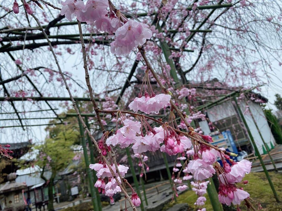 西﨑梨乃さんのインスタグラム写真 - (西﨑梨乃Instagram)「. お花見したいね〜と友達と計画していましたが まだこれからなのと雨ということで 一宮寺で傘みくじ☂️ . 可愛いおみくじでした☔️🌸✨ . お寺のしだれ桜は 水に滴る感じが映えでした🌸 . 可愛いお守りも買えて 美味しいものもたくさん食べられて 久しぶりに友達にも会えて 嬉しい休日🥺🌸🫶 . お花見リベンジいつしようかな〜🌸🌸🌸 . . @rino_nishizaki  . . #西日本放送 #岡山 #香川 #アナウンサー #アナウンサーの休日 #梨乃のオフ #一宮寺 #傘みくじ #しだれ桜 #🌸」3月26日 18時17分 - rino_nishizaki