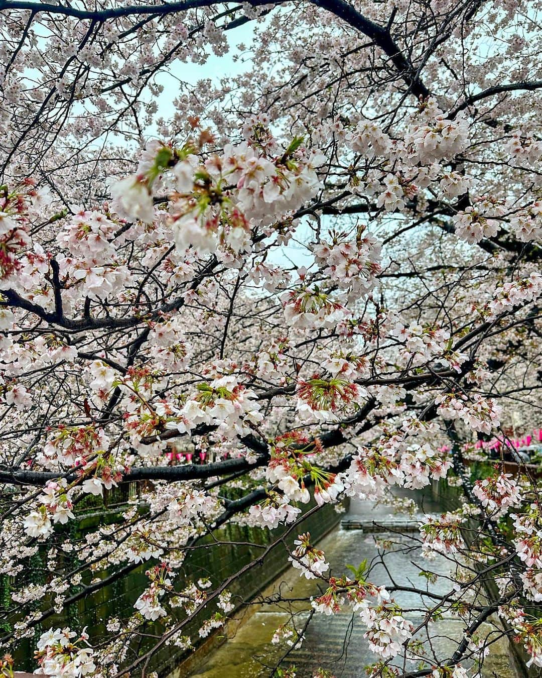 石井里奈さんのインスタグラム写真 - (石井里奈Instagram)「目黒川の桜並木🌸 満開を迎えた今週末ですがあいにくのお天気。 濡れたら文化浴泉のサウナに行こうと思って濡れるの覚悟で見に行ったけど、本当に綺麗で見れてよかった❤️ . @vis_jp と @outdoorproducts_jp のコラボジャケットが早速大活躍で最高でした💓✨ . 週末は撮影と仕事でバタバタしてたけど、サウナにも行けたし今夜はゆっくり自炊もできてよかった☺️💓 . そして韓国に行ってから美容熱が高まってる私。ついにクリーム界のクイーン的存在だった @delamer_japan デビュー👏 . 顔に広げた瞬間の香りが最高🥲💓 こっくりなのにホイップのような伸び。（表現上手くないけど） とにかく最高。 ちゃんと日々頑張ってる分お肌にもしっかりいいものを使ってあげていきたいです✨ . #中目黒 #目黒川 #目黒川の桜 #お花見 #さくら #桜 #cherryblossom #花見 #サウナ #休日 #outdoors #vis #delamer #lamer #ドゥラメール」3月26日 18時19分 - ri7tin1025