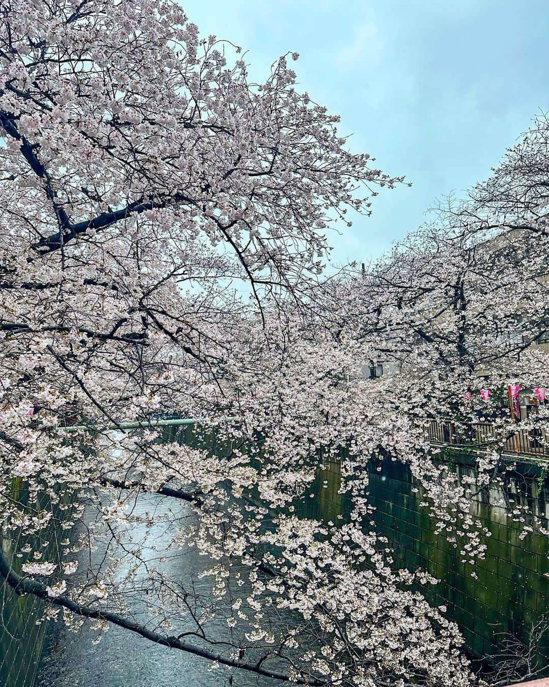 石井里奈さんのインスタグラム写真 - (石井里奈Instagram)「目黒川の桜並木🌸 満開を迎えた今週末ですがあいにくのお天気。 濡れたら文化浴泉のサウナに行こうと思って濡れるの覚悟で見に行ったけど、本当に綺麗で見れてよかった❤️ . @vis_jp と @outdoorproducts_jp のコラボジャケットが早速大活躍で最高でした💓✨ . 週末は撮影と仕事でバタバタしてたけど、サウナにも行けたし今夜はゆっくり自炊もできてよかった☺️💓 . そして韓国に行ってから美容熱が高まってる私。ついにクリーム界のクイーン的存在だった @delamer_japan デビュー👏 . 顔に広げた瞬間の香りが最高🥲💓 こっくりなのにホイップのような伸び。（表現上手くないけど） とにかく最高。 ちゃんと日々頑張ってる分お肌にもしっかりいいものを使ってあげていきたいです✨ . #中目黒 #目黒川 #目黒川の桜 #お花見 #さくら #桜 #cherryblossom #花見 #サウナ #休日 #outdoors #vis #delamer #lamer #ドゥラメール」3月26日 18時19分 - ri7tin1025