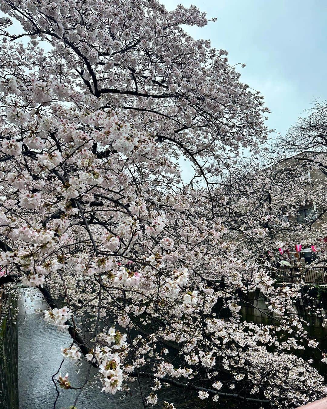 石井里奈さんのインスタグラム写真 - (石井里奈Instagram)「目黒川の桜並木🌸 満開を迎えた今週末ですがあいにくのお天気。 濡れたら文化浴泉のサウナに行こうと思って濡れるの覚悟で見に行ったけど、本当に綺麗で見れてよかった❤️ . @vis_jp と @outdoorproducts_jp のコラボジャケットが早速大活躍で最高でした💓✨ . 週末は撮影と仕事でバタバタしてたけど、サウナにも行けたし今夜はゆっくり自炊もできてよかった☺️💓 . そして韓国に行ってから美容熱が高まってる私。ついにクリーム界のクイーン的存在だった @delamer_japan デビュー👏 . 顔に広げた瞬間の香りが最高🥲💓 こっくりなのにホイップのような伸び。（表現上手くないけど） とにかく最高。 ちゃんと日々頑張ってる分お肌にもしっかりいいものを使ってあげていきたいです✨ . #中目黒 #目黒川 #目黒川の桜 #お花見 #さくら #桜 #cherryblossom #花見 #サウナ #休日 #outdoors #vis #delamer #lamer #ドゥラメール」3月26日 18時19分 - ri7tin1025