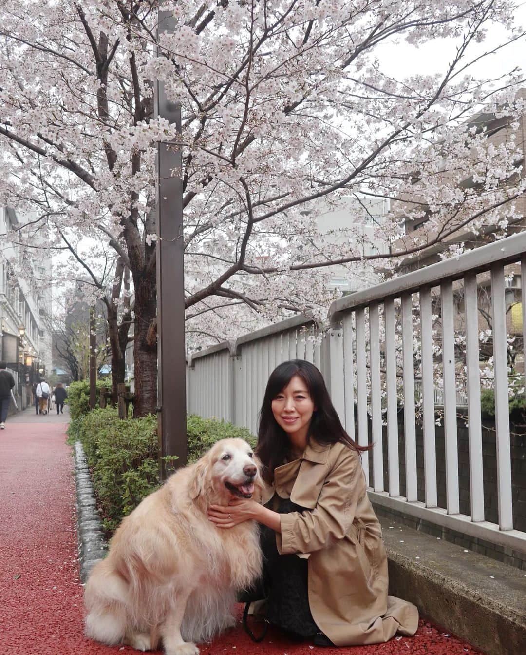 ImotoEtsuyo さんのインスタグラム写真 - (ImotoEtsuyo Instagram)「#さくら  #🌸  #桜  ・ #愛犬 ココアと #毎年 #目黒川 沿いで 桜を見て写真を撮っています。 ・ 今年は 雨で写真があまり綺麗ではないのと 目黒川沿いでもいつもと場所が 少し違う。  ・ 以前のように たくさん歩けなくなったけど こうして一緒に撮れて良かった🌸 ・ ・ #ありがとう  ・ ・ #ゴールデンレトリバー  #goldenretriever  #シニア犬  #12歳  #癒し #散歩  #かわいい  #わんこのいる生活  #大型犬のいる生活  #dog  #お花見  #お花見散歩  #目黒川の桜  #3月」3月26日 20時27分 - bisuhada