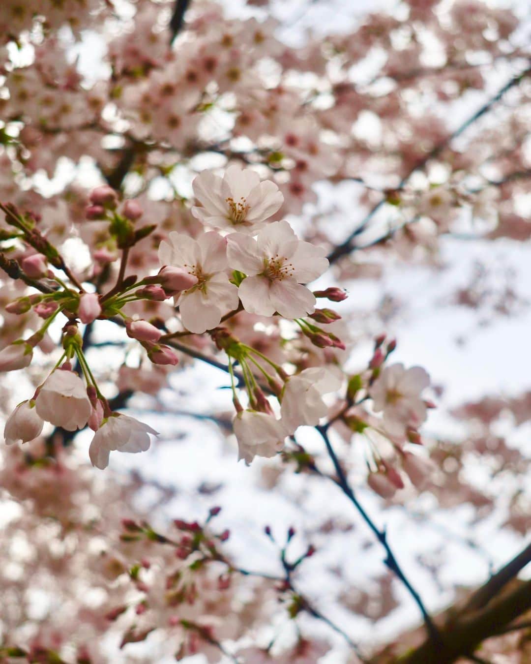ImotoEtsuyo さんのインスタグラム写真 - (ImotoEtsuyo Instagram)「#さくら  #🌸  #桜  ・ #愛犬 ココアと #毎年 #目黒川 沿いで 桜を見て写真を撮っています。 ・ 今年は 雨で写真があまり綺麗ではないのと 目黒川沿いでもいつもと場所が 少し違う。  ・ 以前のように たくさん歩けなくなったけど こうして一緒に撮れて良かった🌸 ・ ・ #ありがとう  ・ ・ #ゴールデンレトリバー  #goldenretriever  #シニア犬  #12歳  #癒し #散歩  #かわいい  #わんこのいる生活  #大型犬のいる生活  #dog  #お花見  #お花見散歩  #目黒川の桜  #3月」3月26日 20時27分 - bisuhada