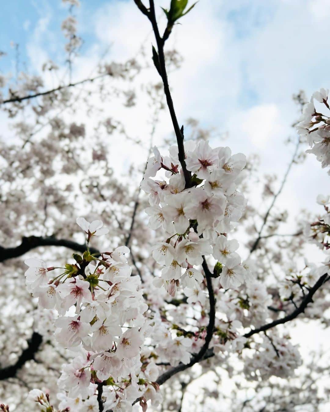 池尻和佳子さんのインスタグラム写真 - (池尻和佳子Instagram)「今日は娘と散歩がてらお花見🌸写真部の娘が撮るサクラは美しい。そして、花より団子だったりもする休日なのでした。明日からまた頑張ろう。」3月26日 20時31分 - wakako_ikejiri_rkb