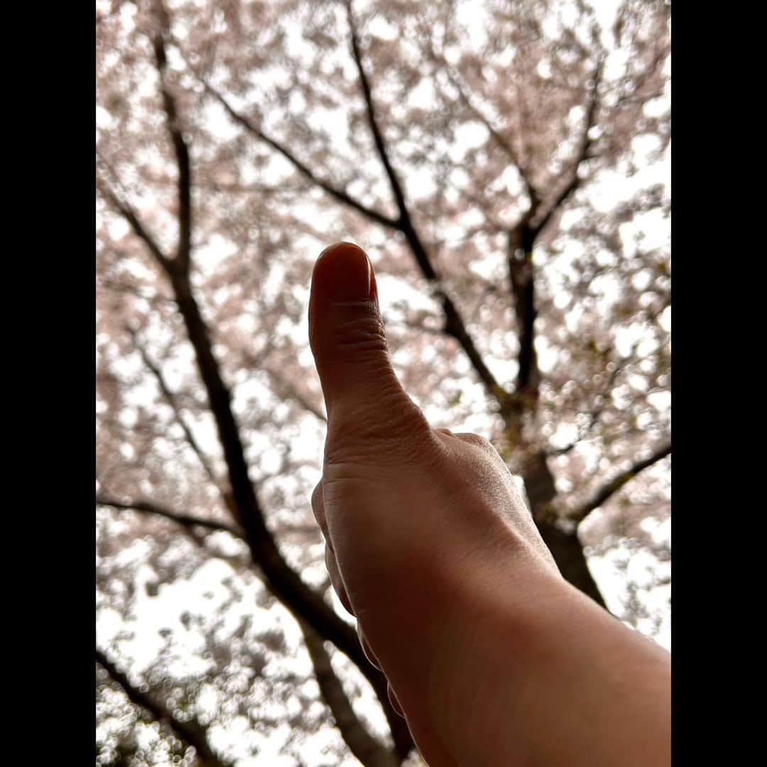 木村拓哉さんのインスタグラム写真 - (木村拓哉Instagram)「⁡ ⁡ ⁡ 「今日は撮影が遅めのスタートなので、7600歩のさんさんへ❕ 桜の木の下には物凄い人なので、いつもとは違うコースに…。 では、シャワーを浴びて支度します❕」 ⁡ PEACE‼︎ ⁡ STAYSAFE! ⁡ 拓哉 #木村拓哉 #TakuyaKimura」3月27日 13時21分 - takuya.kimura_tak