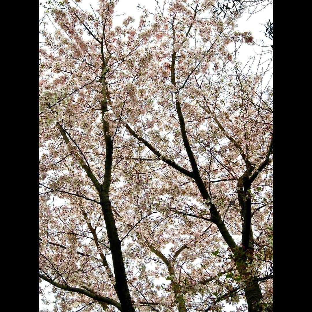 木村拓哉さんのインスタグラム写真 - (木村拓哉Instagram)「⁡ ⁡ ⁡ 「今日は撮影が遅めのスタートなので、7600歩のさんさんへ❕ 桜の木の下には物凄い人なので、いつもとは違うコースに…。 では、シャワーを浴びて支度します❕」 ⁡ PEACE‼︎ ⁡ STAYSAFE! ⁡ 拓哉 #木村拓哉 #TakuyaKimura」3月27日 13時21分 - takuya.kimura_tak