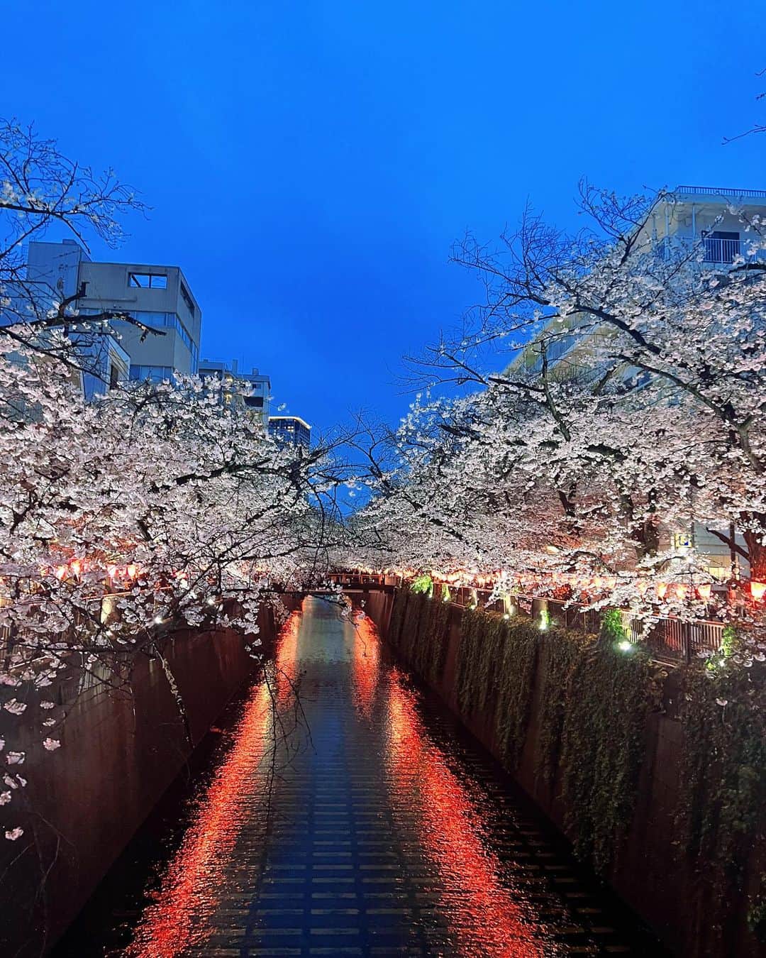 藤木そらさんのインスタグラム写真 - (藤木そらInstagram)「. . I went to see the cherry blossoms in Nakameguro😍🧡It's beautiful as always (๑و ̀Δ ́)و🌟🌟It's the first time I've seen night cherry blossoms💞 . .中目黒のさくら見に行ってきたょ😍‼️💓夜桜は初めてでしたが、なかなか綺麗だったなぁ🥹👆😝 . .リペア @dot1101_ginza  . ,アクセサリー @shein_japan  . . . . . . . .#中目黒 #中目黒さくらまつり #夜桜 #夜桜ライトアップ #東京さくら #前髪アレンジ #ギャル #ギャルコーデ」3月27日 21時33分 - sorafujiki