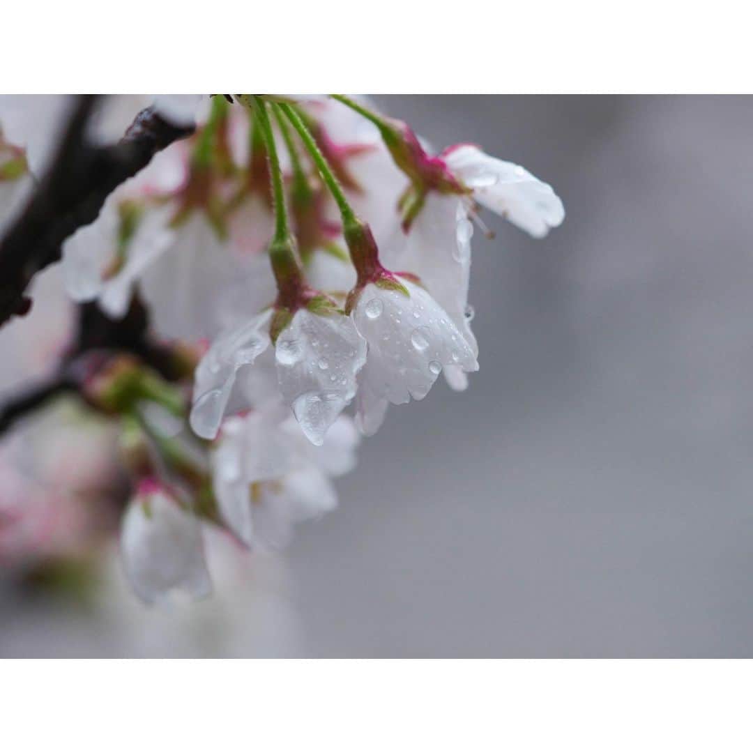 石井美保さんのインスタグラム写真 - (石井美保Instagram)「雨が滴る姿もまたうつくし もうすぐ散ってしまうかな　雨が多かったけど、頑張って持ち堪えてくれてる。散り際も儚く美しいんだよな。一瞬過ぎてせつなくなるけれど、この瞬間が本当にたまらなく好き。」3月28日 12時17分 - miho_ishii