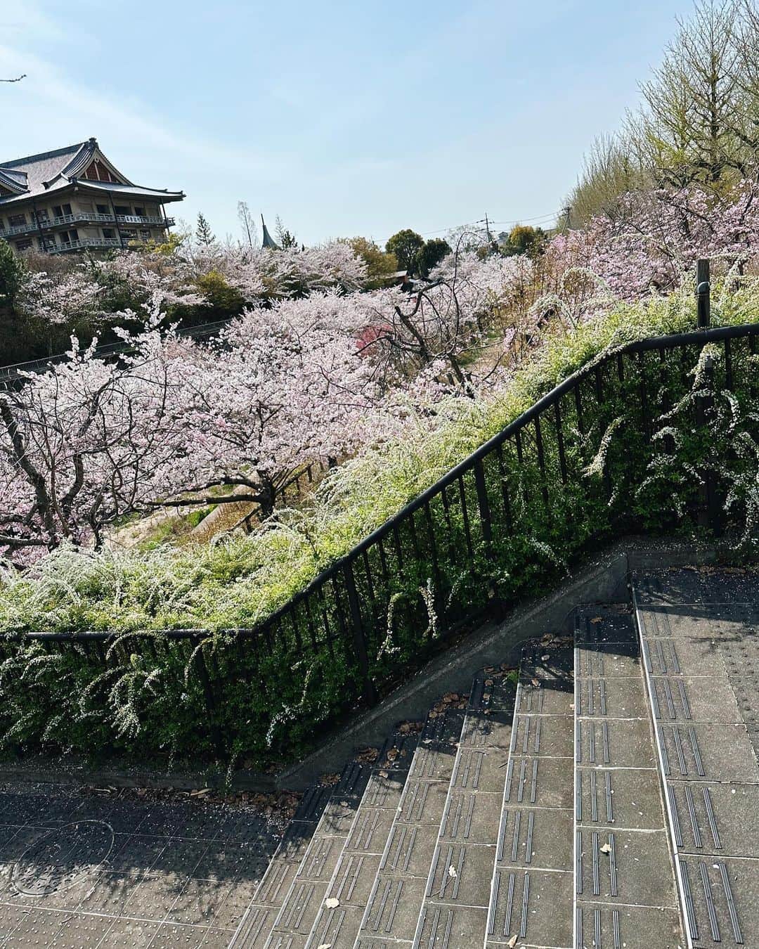 高山都さんのインスタグラム写真 - (高山都Instagram)「行きのタクシーからの美しい眺めが素敵で、帰りは歩いてみた石上神宮からの道中。 満開の桜がずーっと続いているのがほんとうに綺麗で、きゃーきゃー言って、なかなか前に進まない。 そこで、桜が香るねーって夫は言って、ええ！？と怪訝な顔をしたわたし。 風に乗りふわっと香る桜の匂い、美味しい春の匂いでした。桜餅😍 都会だといっぱい色んな香りがあって、分からなかったのかもなー。。」3月30日 23時49分 - miyare38