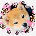 柴犬小雨 Instagram