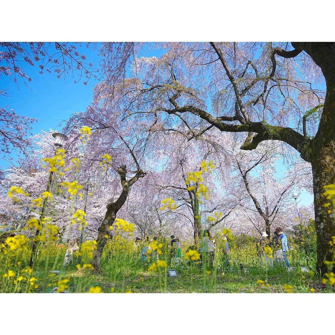 石井美保さんのインスタグラム写真 - (石井美保Instagram)「お花見🌸　日傘は私の昨年のプロデュース商品の折り畳みの方です。ISHIIMIHO.COMで今月再販がありますので、詳細はメルマガから受け取って下さいね。 #平野神社#mihoishii_京都」4月2日 22時15分 - miho_ishii